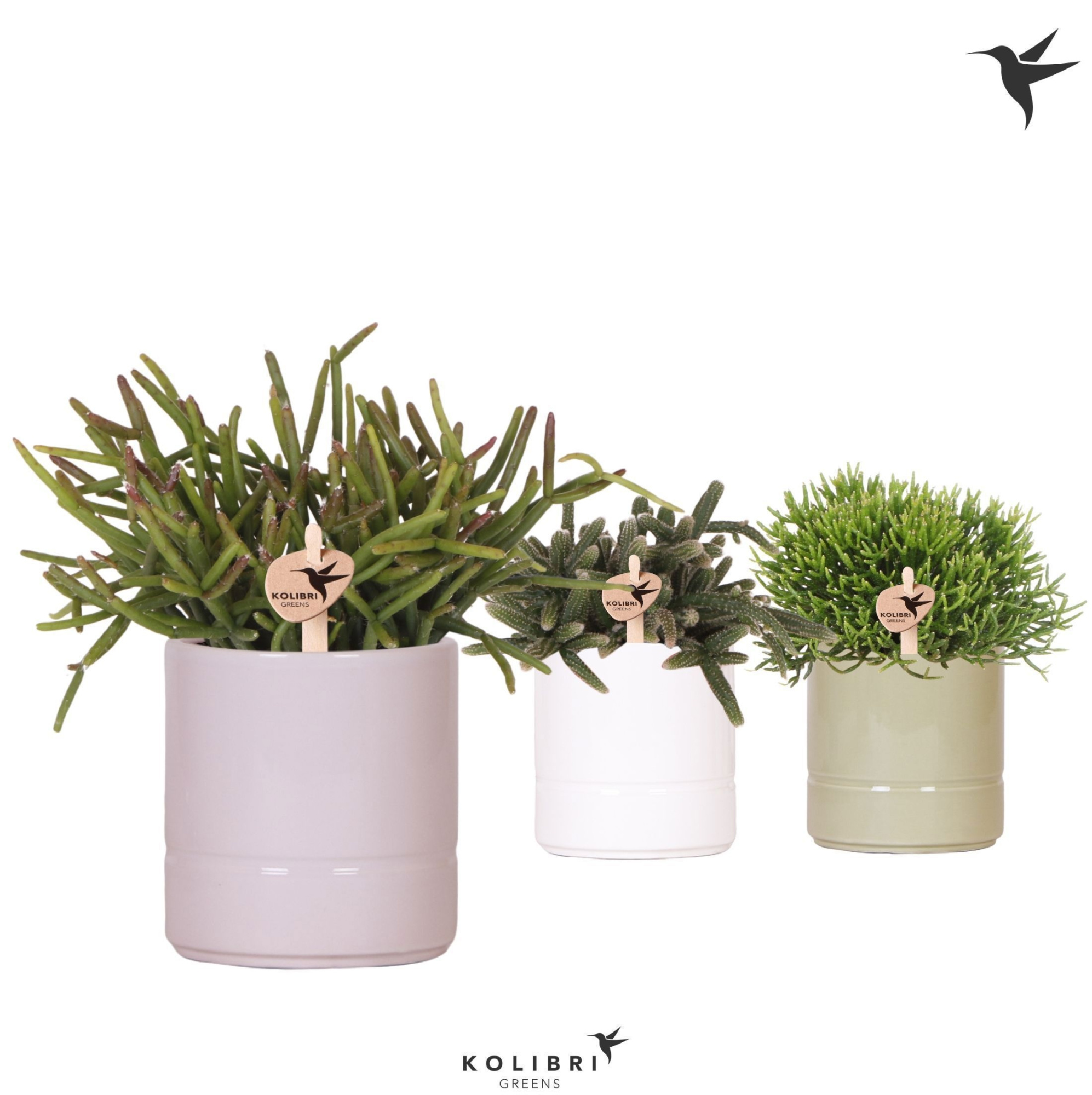 Kolibri Greens Rhipsalis mix in Pastel pot mix, D 9