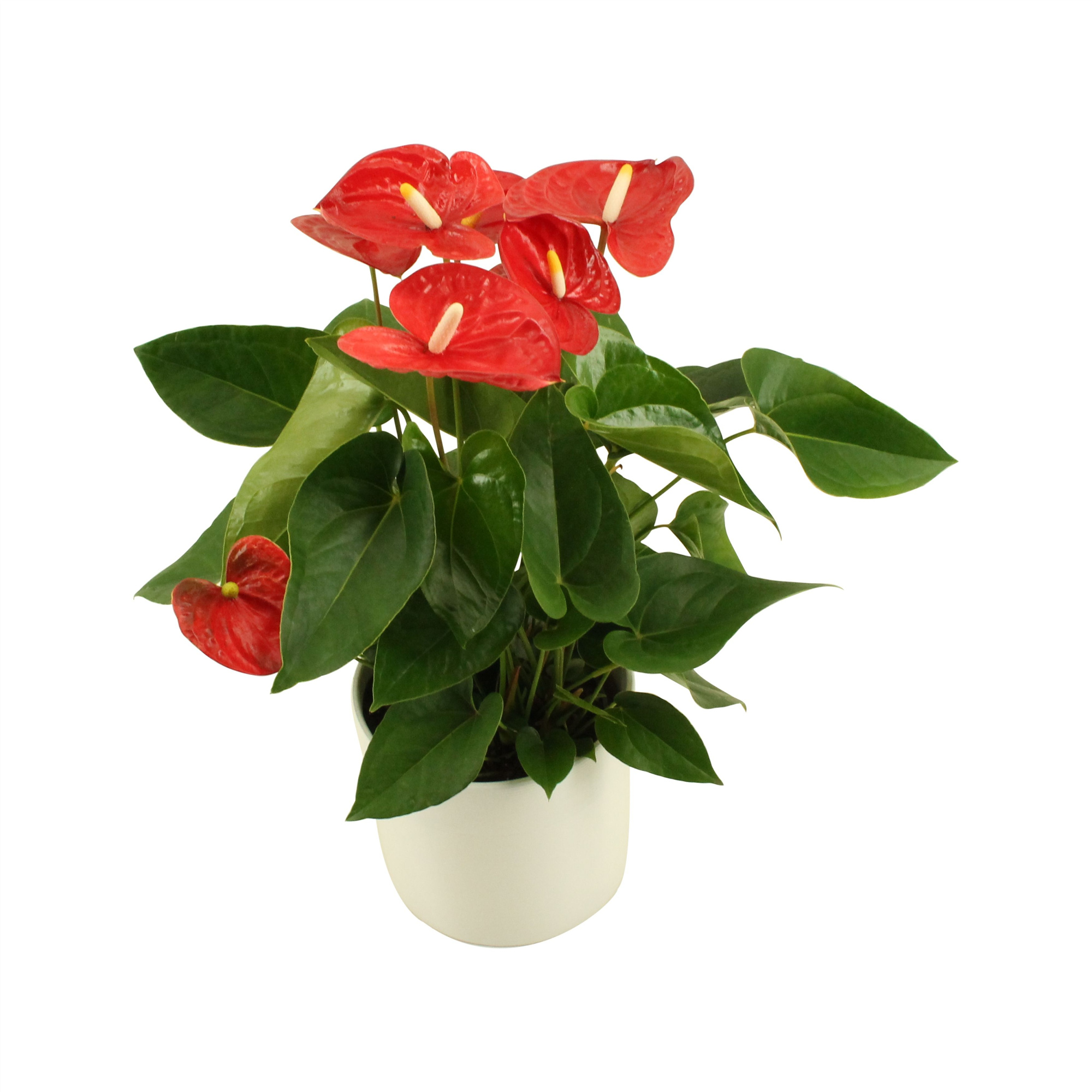 Anthurium XL.9 Jambo Red 14cm in keramiek, D 14 cm