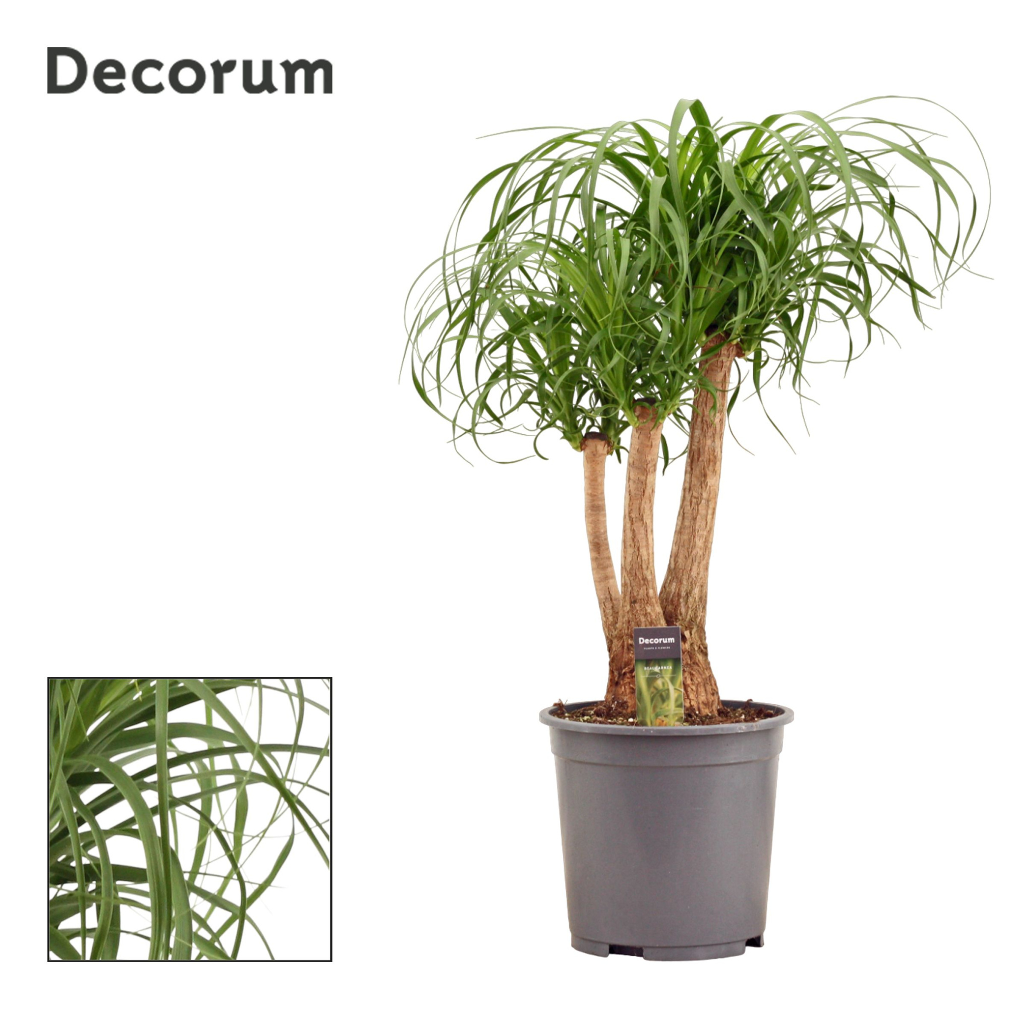 Beaucarnea vertakt 27 cm (Decorum), D 27