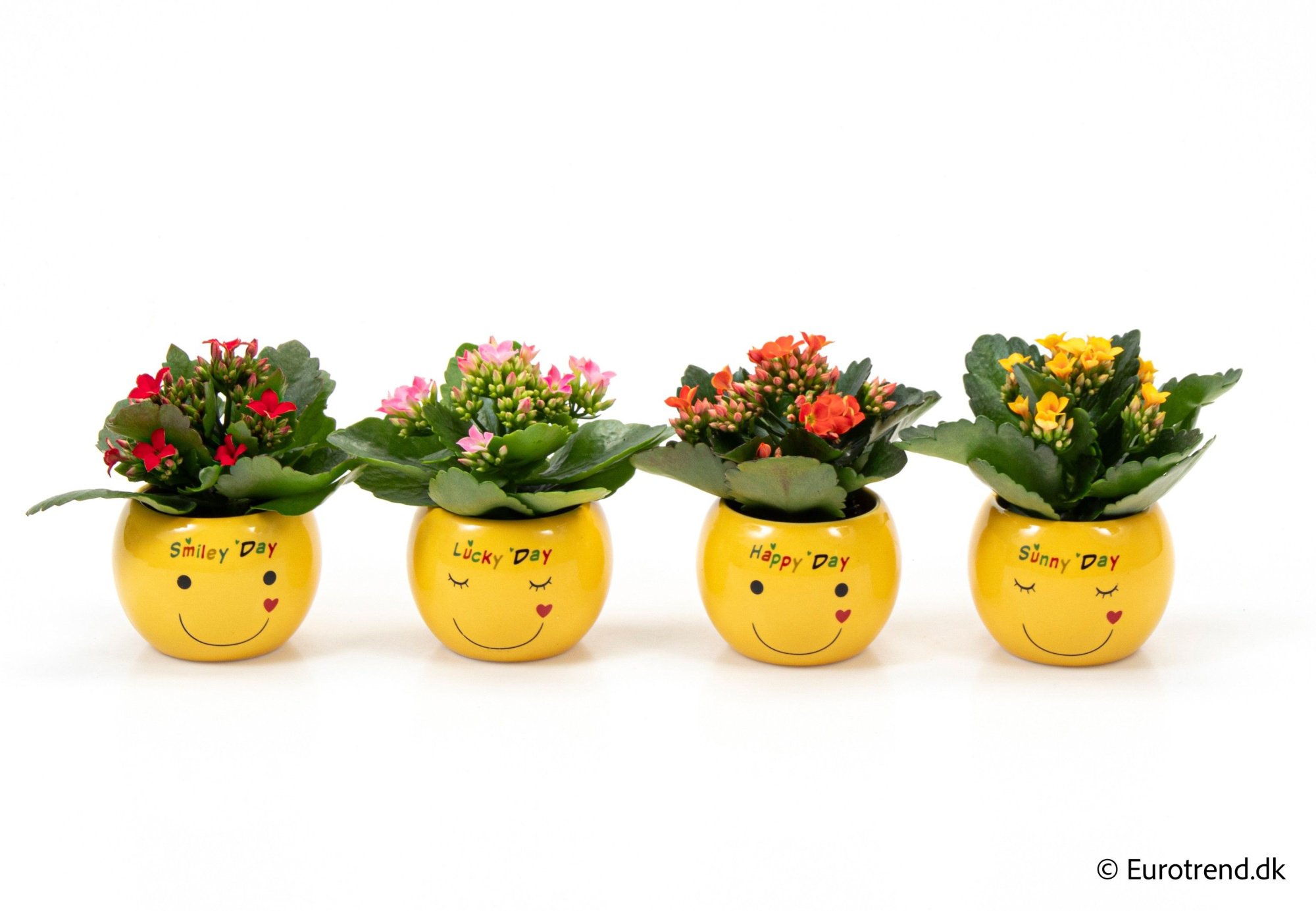 Kalanchoe in smiley ceramic - Spring, Summer & Autumn 2025, D 6 cm