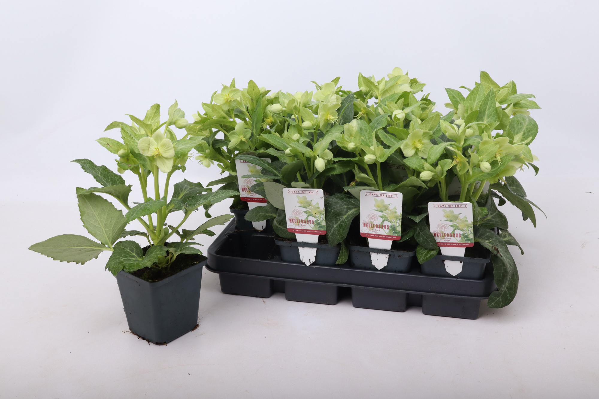 Helleborus lividus White 9 cm, D 9