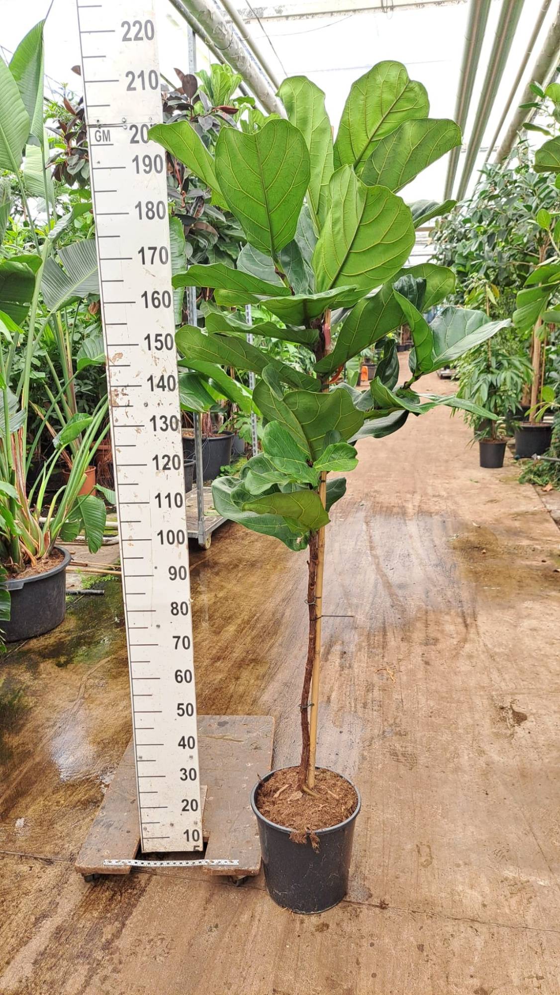 Ficus Lyrata stam 190, D 30 cm