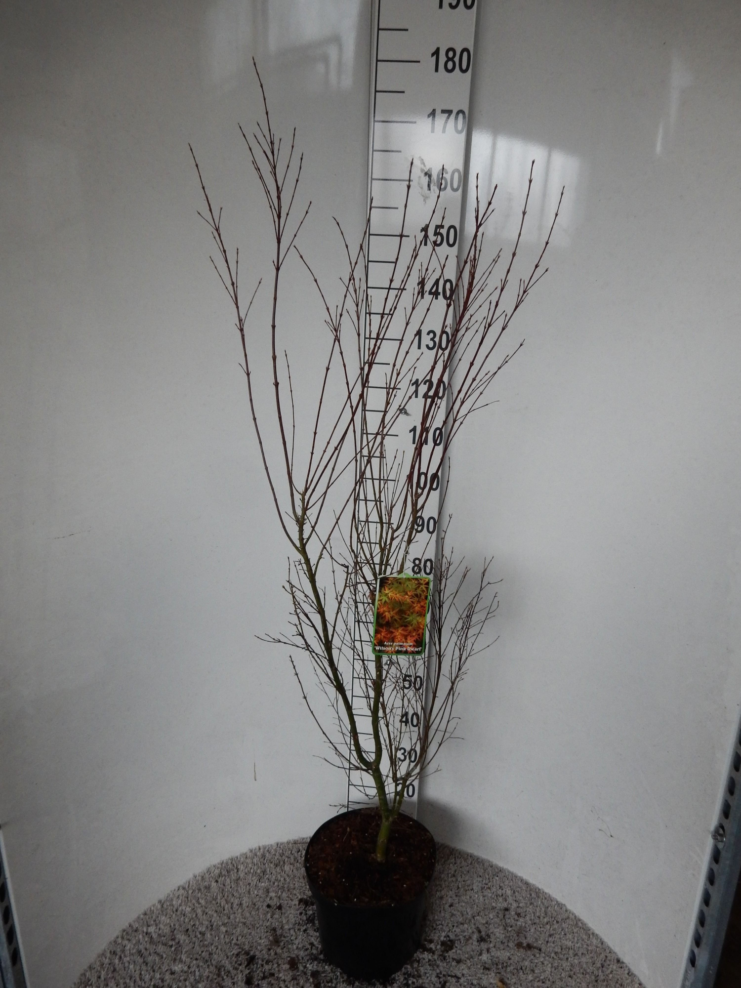 Acer palm. Wilson's Pink Dwarf 100-125 P28, D 28