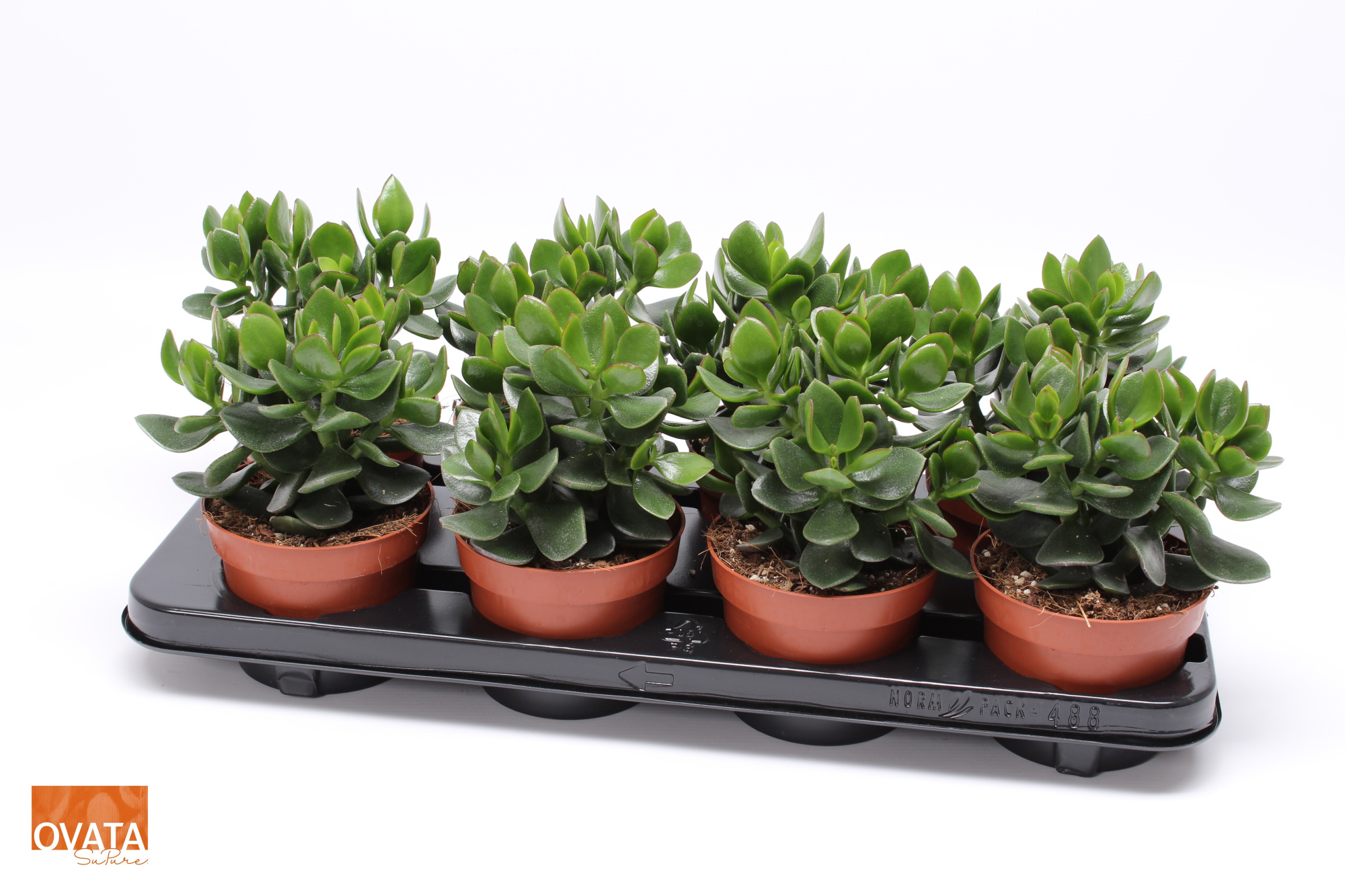 Crassula hulk 12 WOODS, D 12 cm