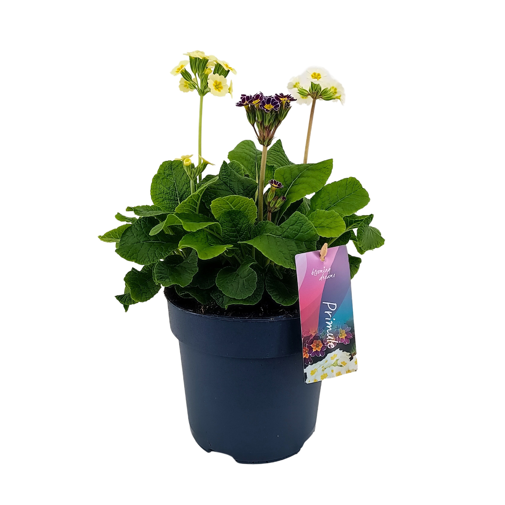 Primula veris 'Little Queen' mix p17, D 17