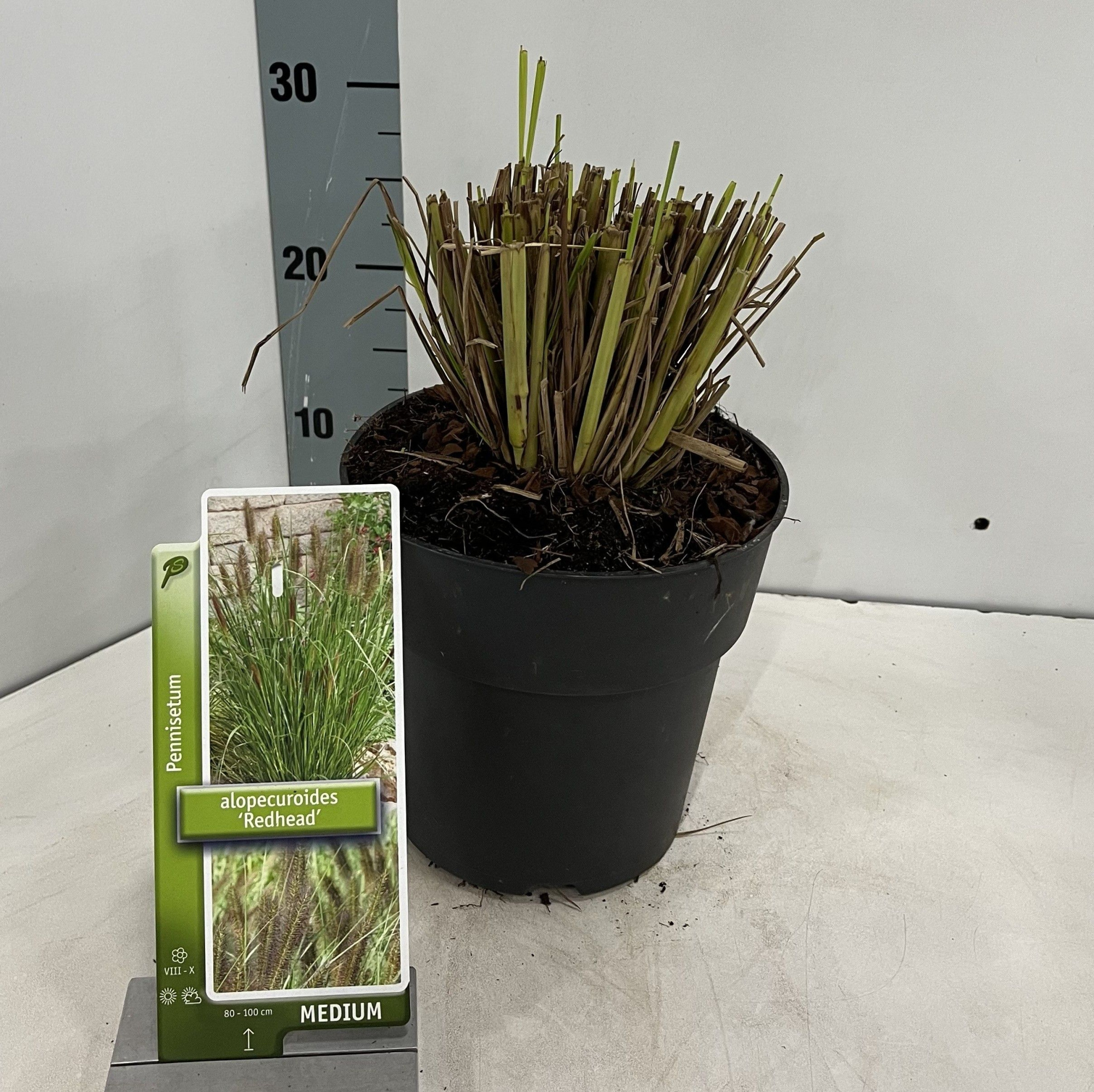 Pennisetum alopecuroides 'Red Head', D 19