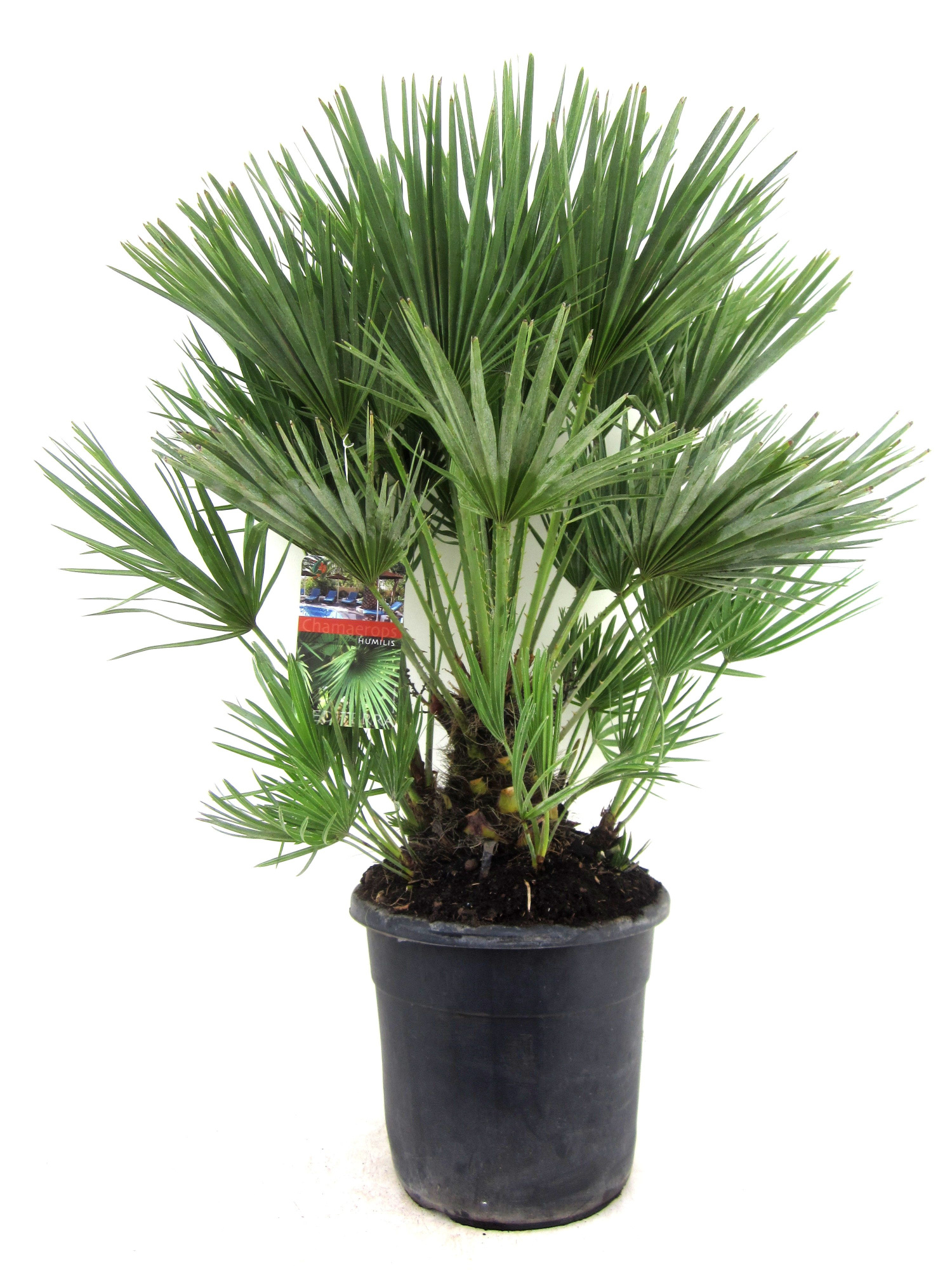 Chamaerops humilis, D 30 cm