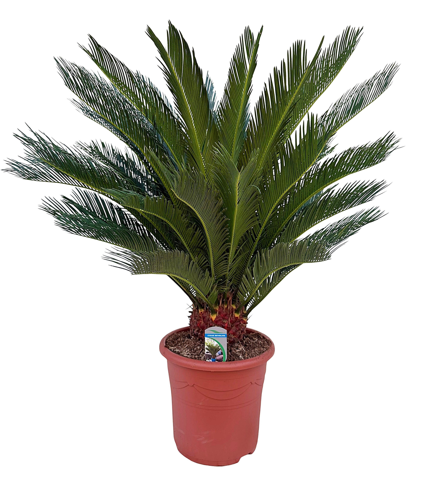 Cycas revoluta P32, D 32 cm
