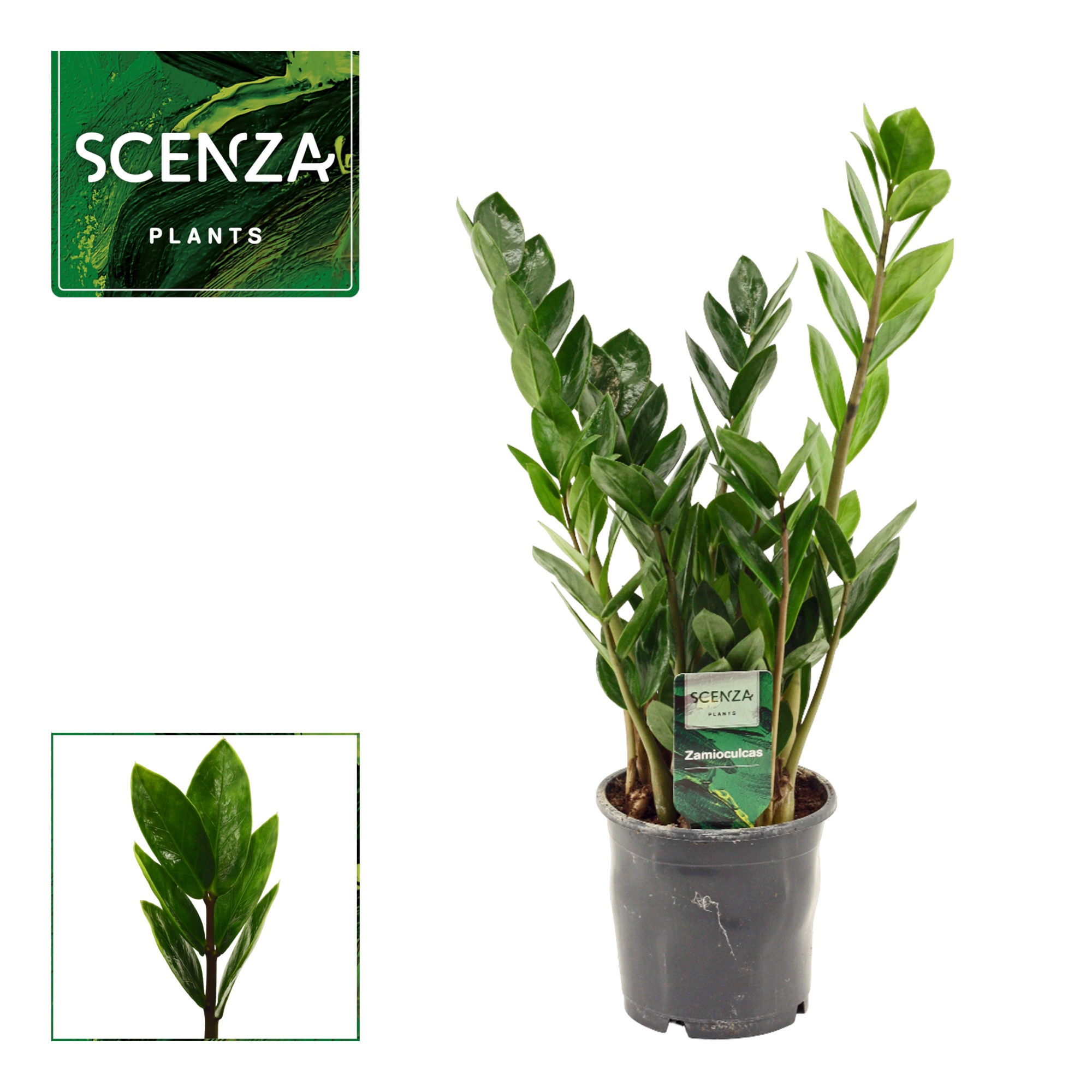 Zamioculcas Lima 12 cm Scenza 35 cm, 3+ veren, D 12