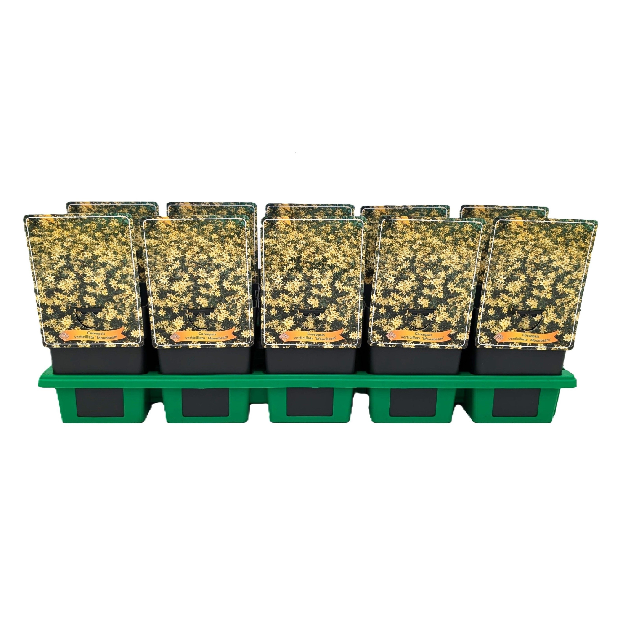 Coreopsis verticillata ‘Moonbeam’ P11, D 11