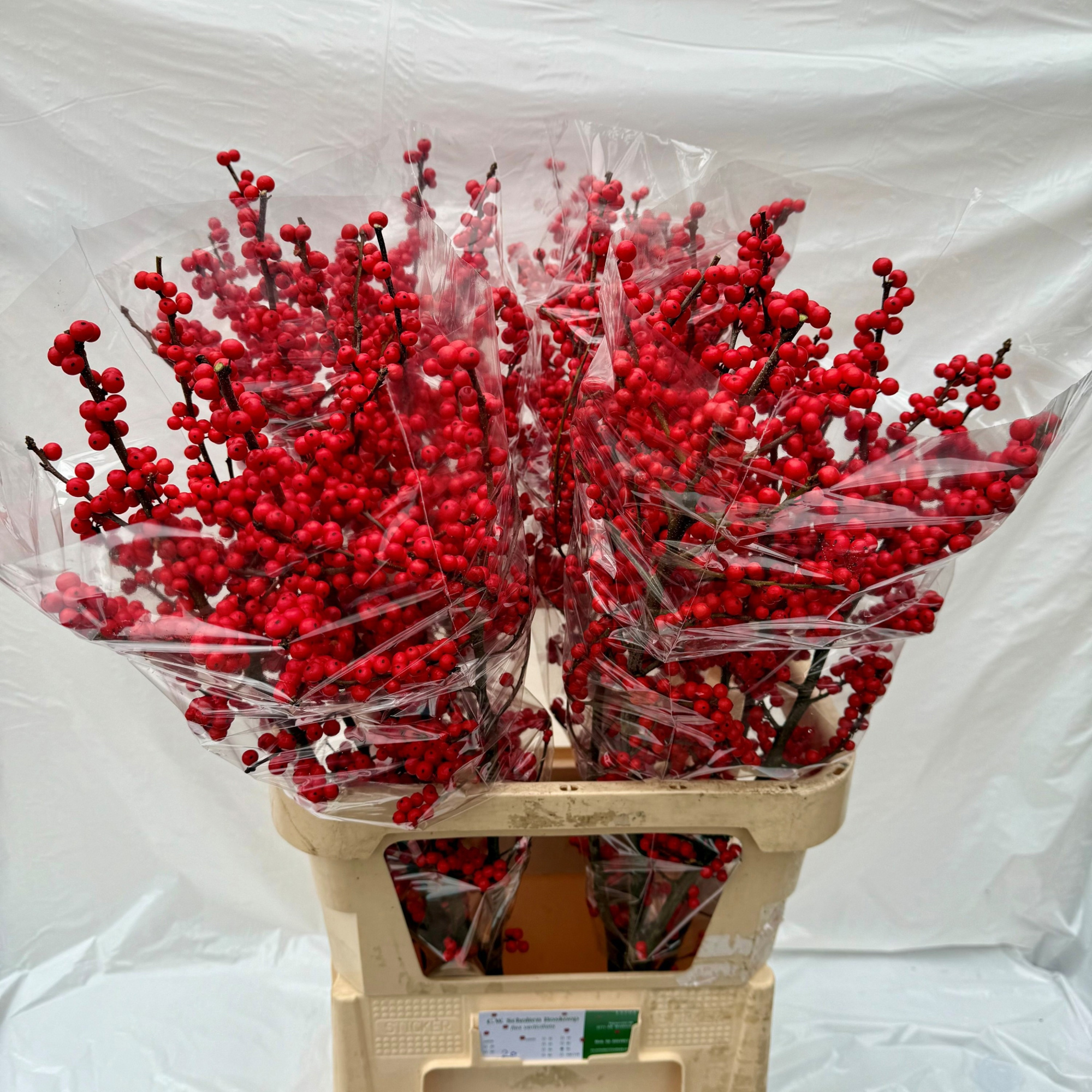 Илекс Красные ягоды 90, шт.