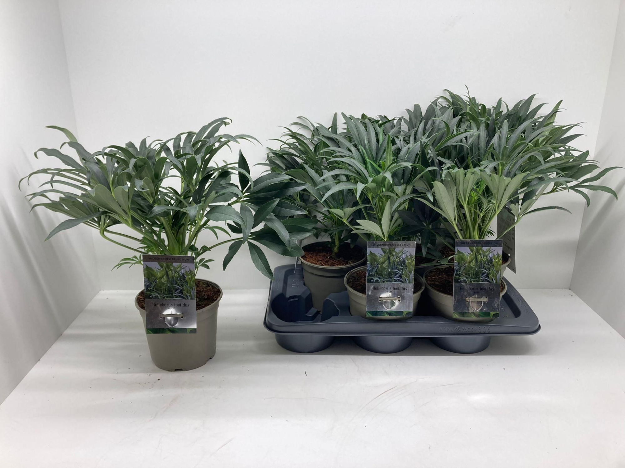 Helleborus foetidus 'Ruth', D 17 cm