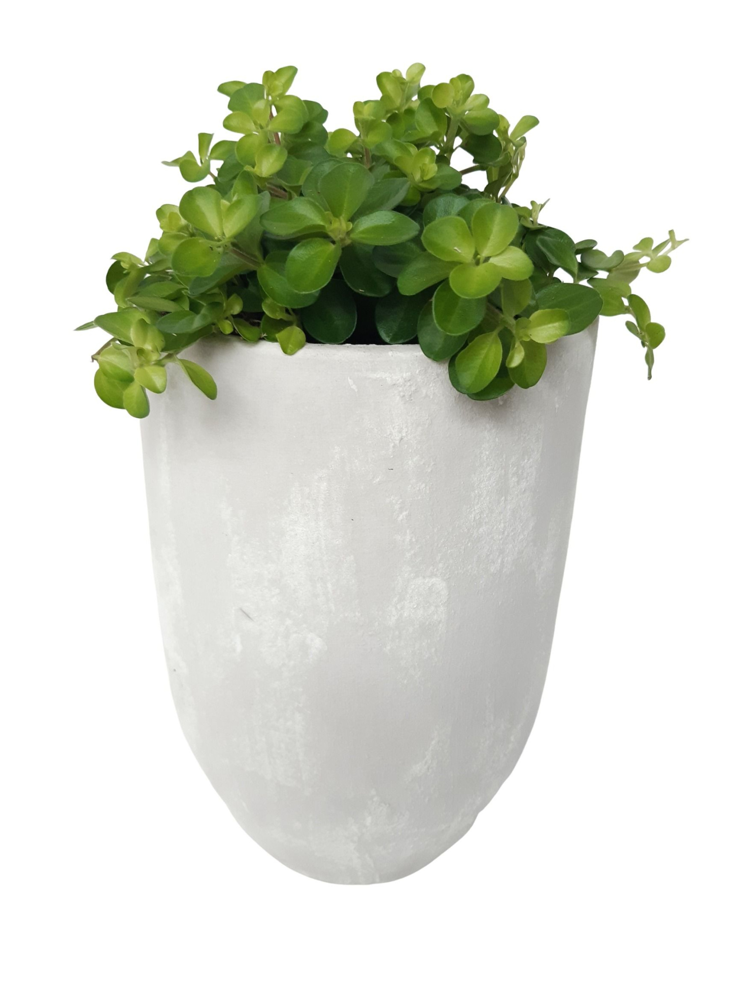 PV17ROT Vase Keramiek 17cm Peperomia Rotundifolia, D 17 cm