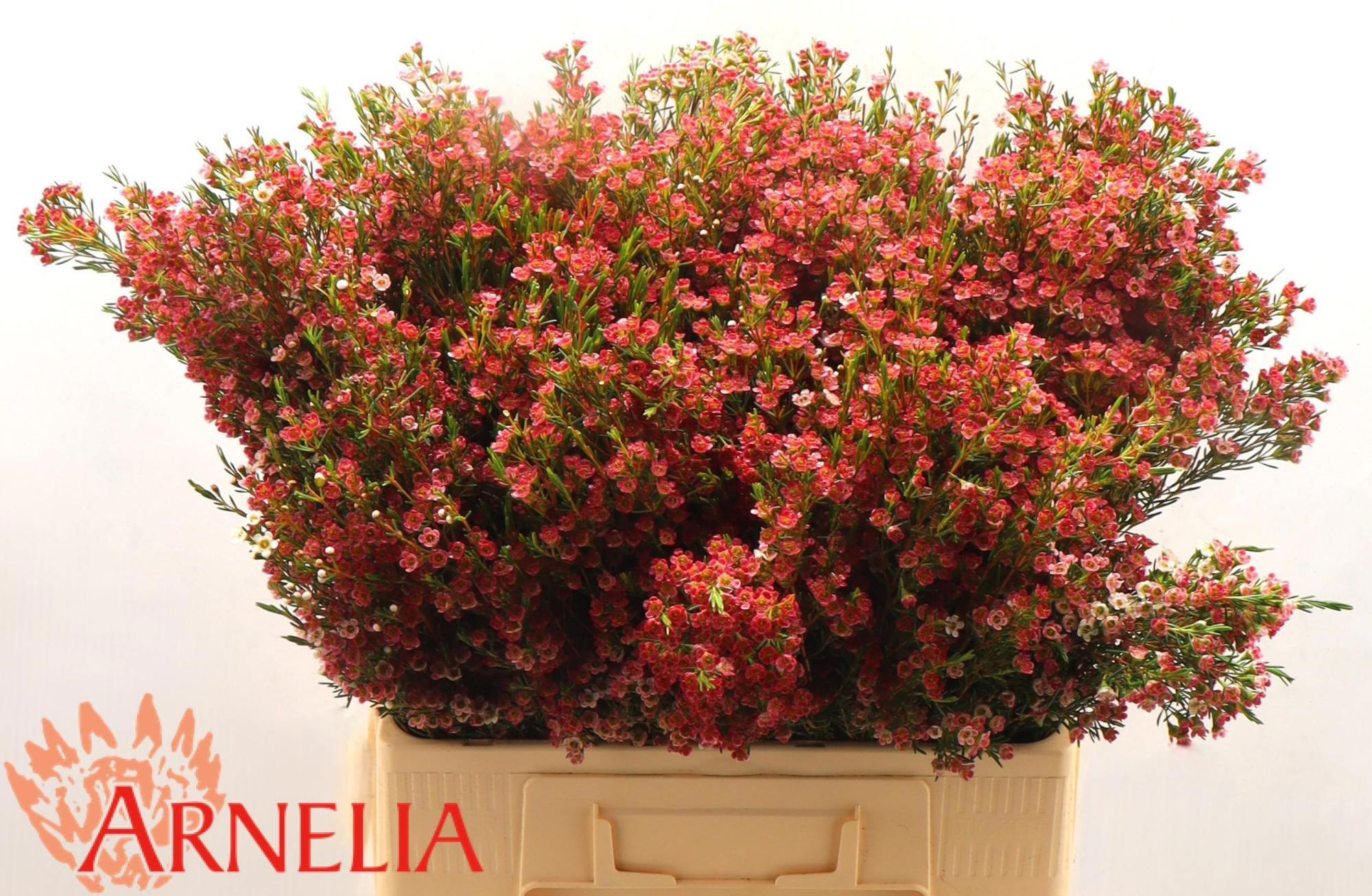 Шамелациум Май Свит Сикстин 60, шт.