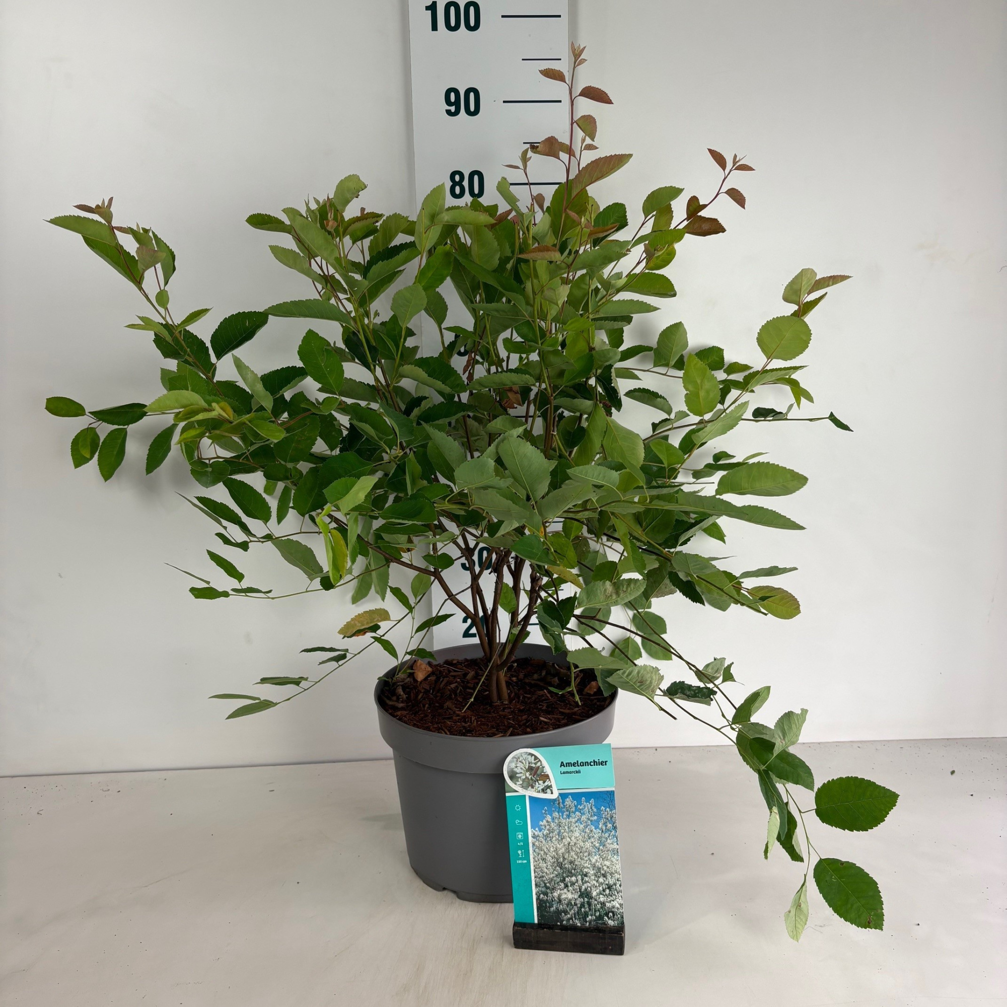 Amelanchier Lamarckii, D 29 cm