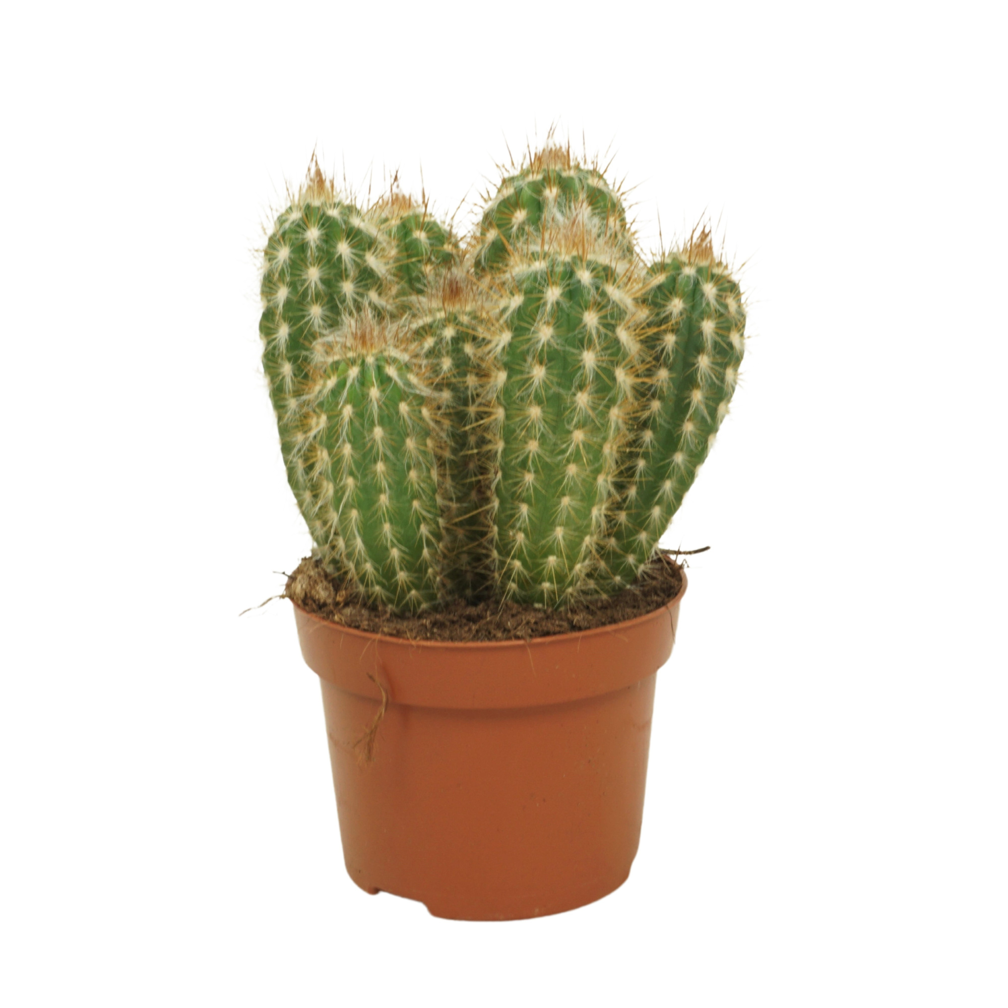 Pilosocereus gounellei 12 cm, D 12 cm