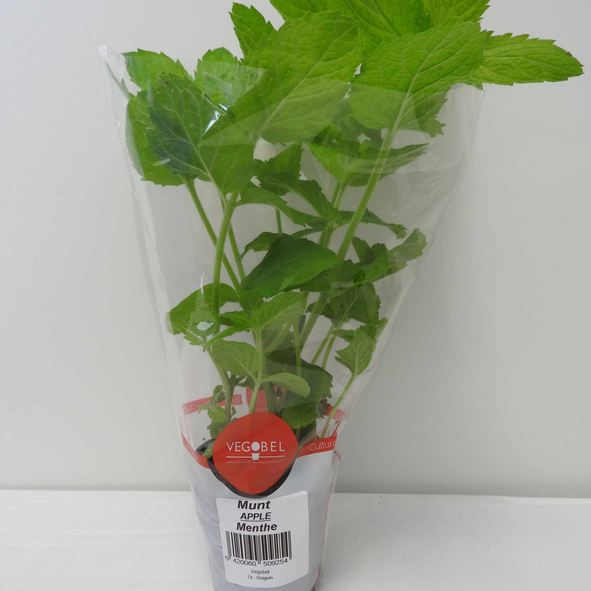 Munt Appel P9, D 9 cm