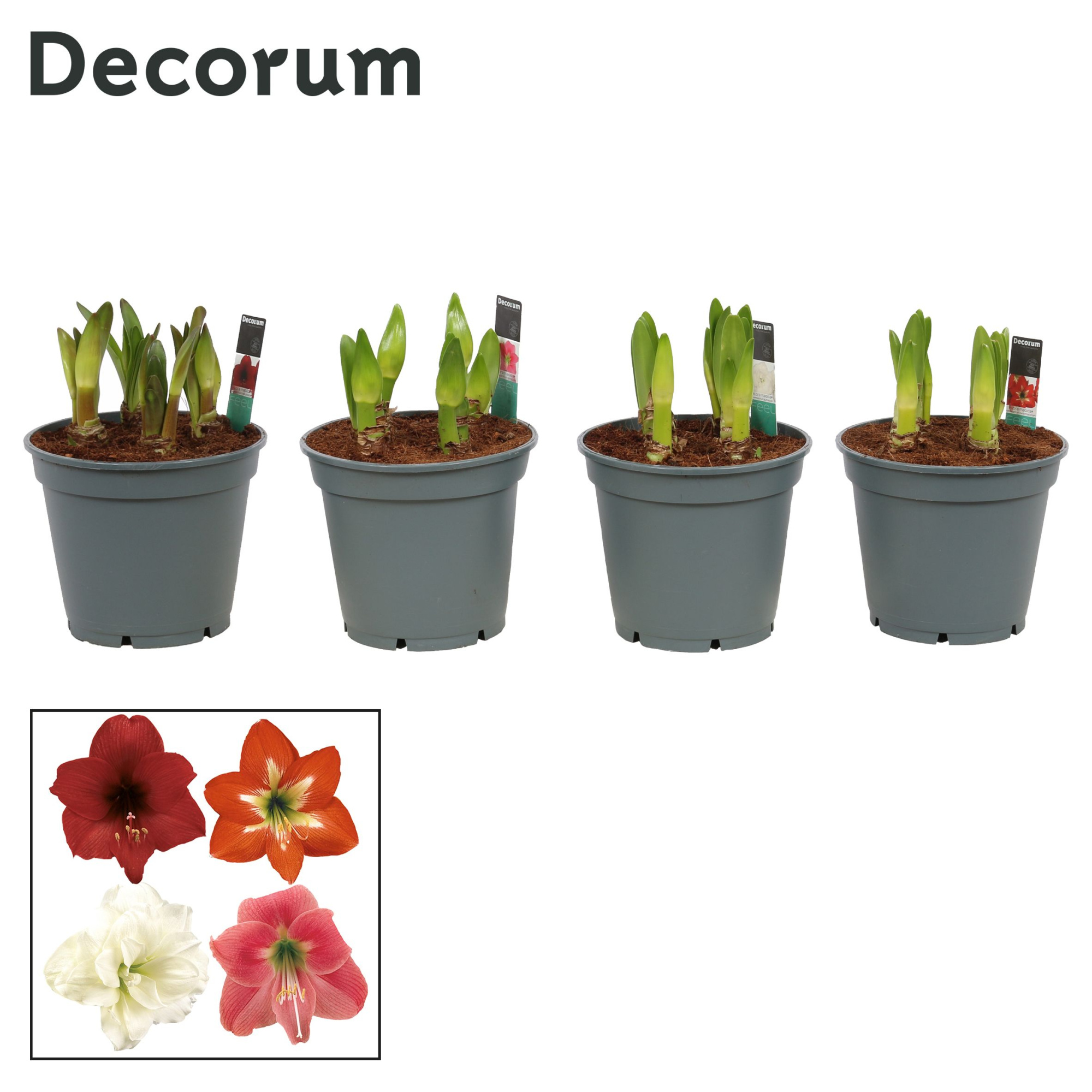 Amaryllis Multiflora Mix 6/7 Steel (Decorum), D 17