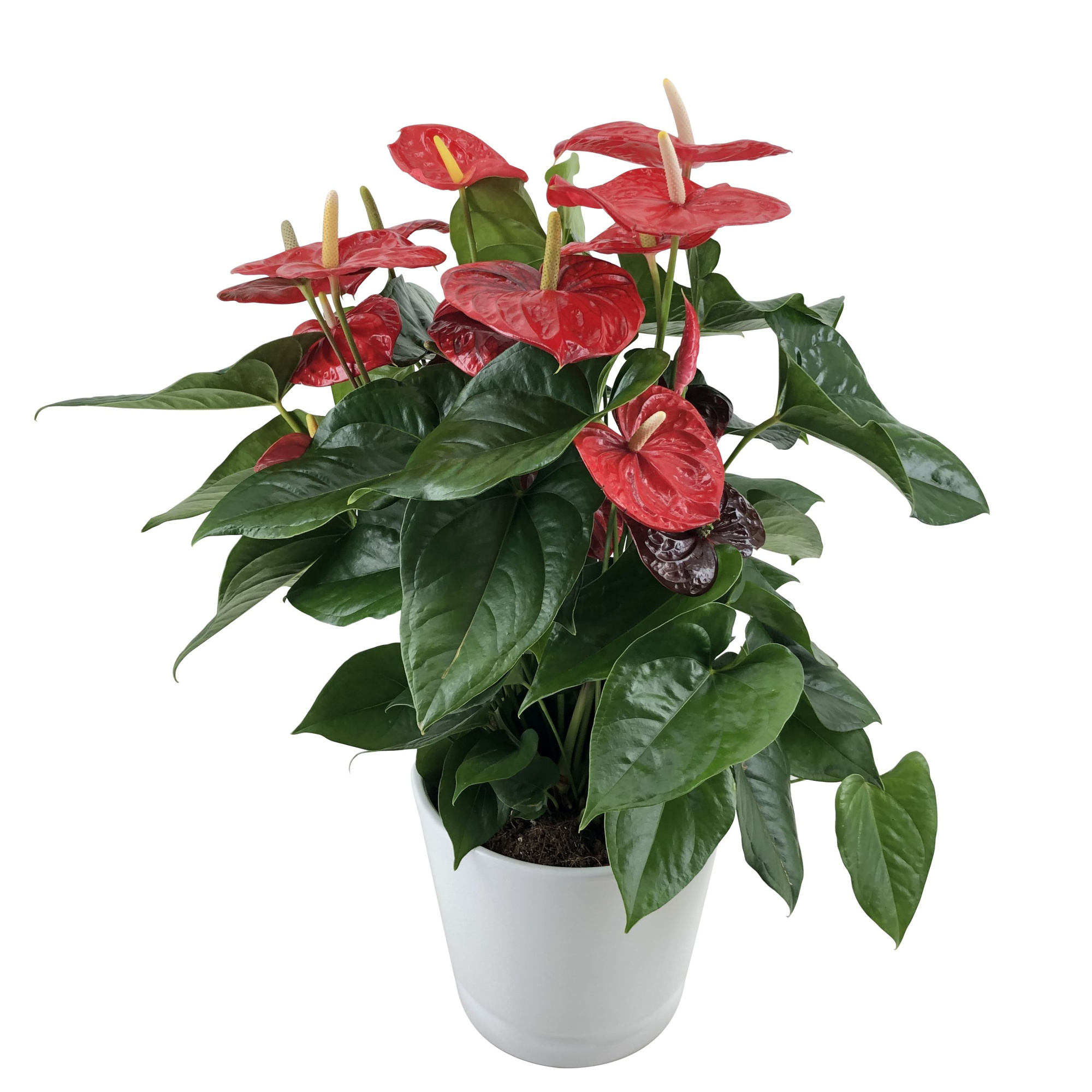Anthurium XL.88 Aloha Red 24cm met keramieken overpot, D 24 cm