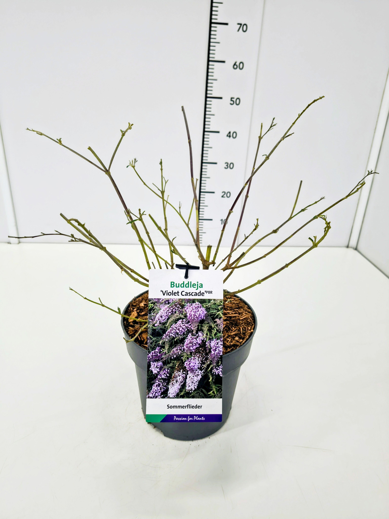 Buddleja dav. 'Violet Cascade' C5, D 23