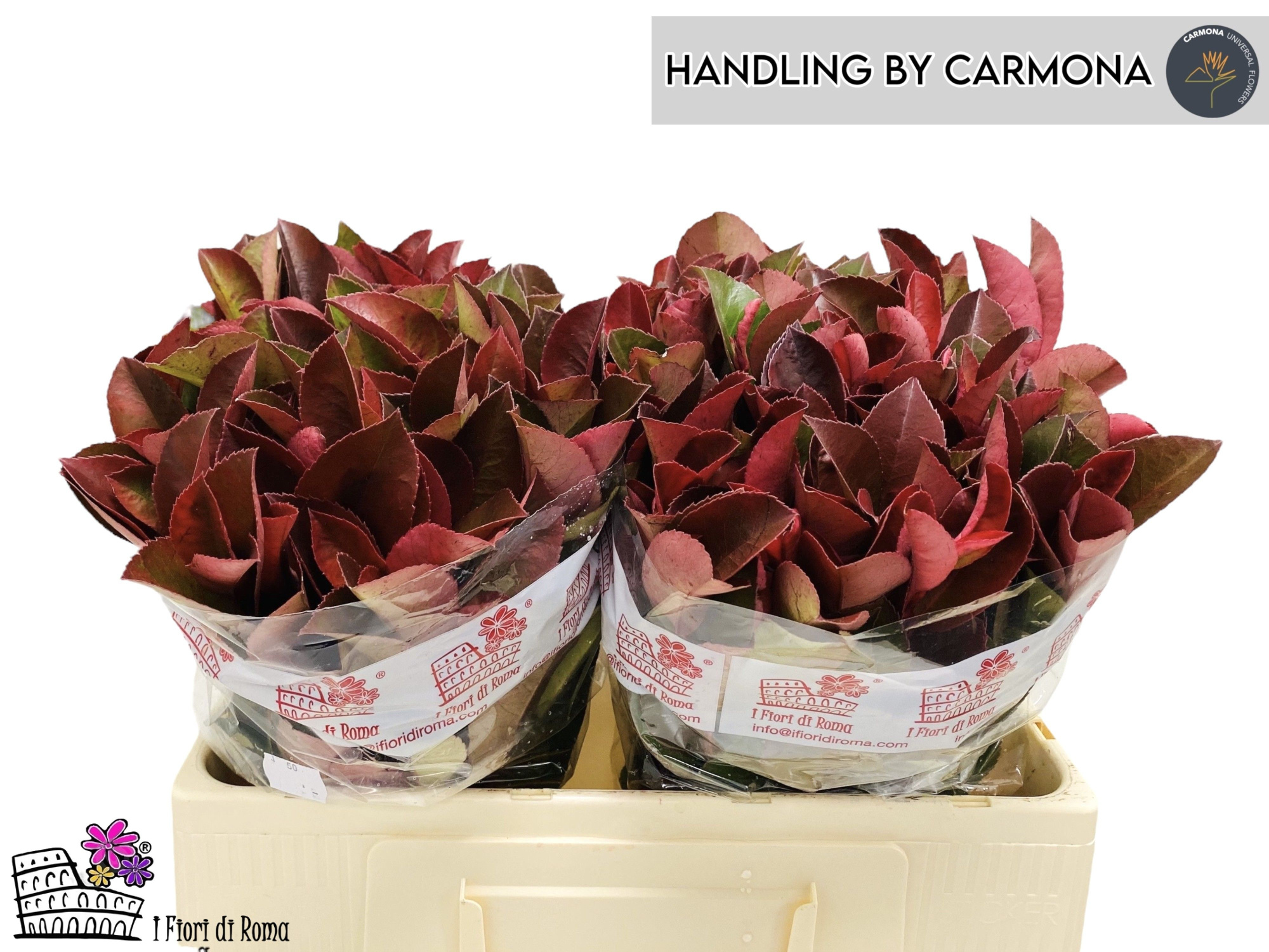 Фотиния Рэд Робин 60, шт.