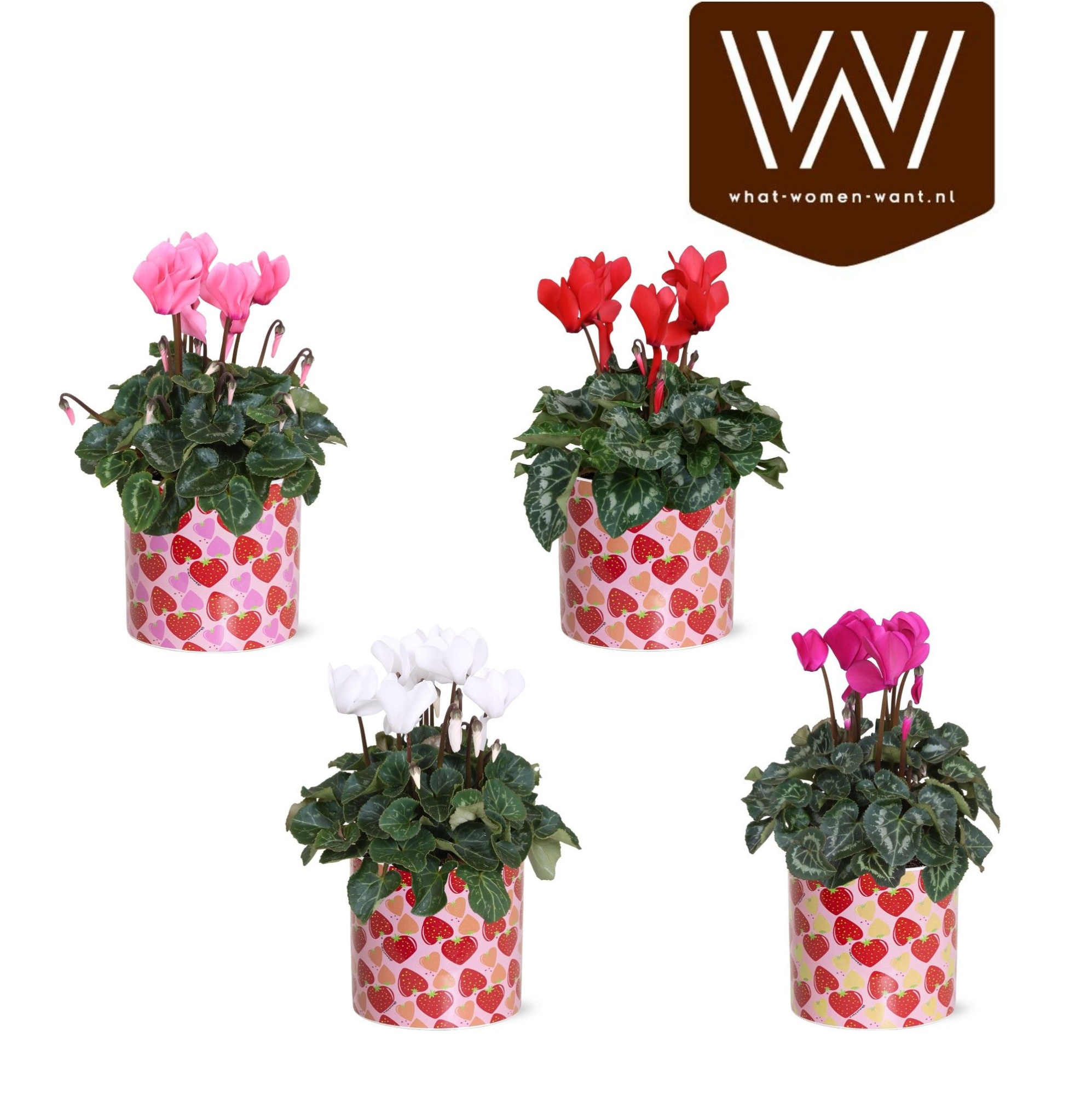 Collectie 'Spicey Blend' - Cyclamen in Lonneke, D 13