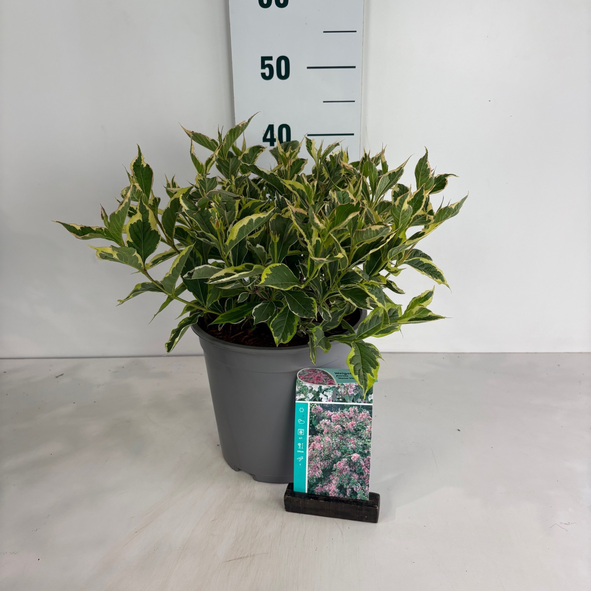 Weigela Nana Variegata, D 24 cm