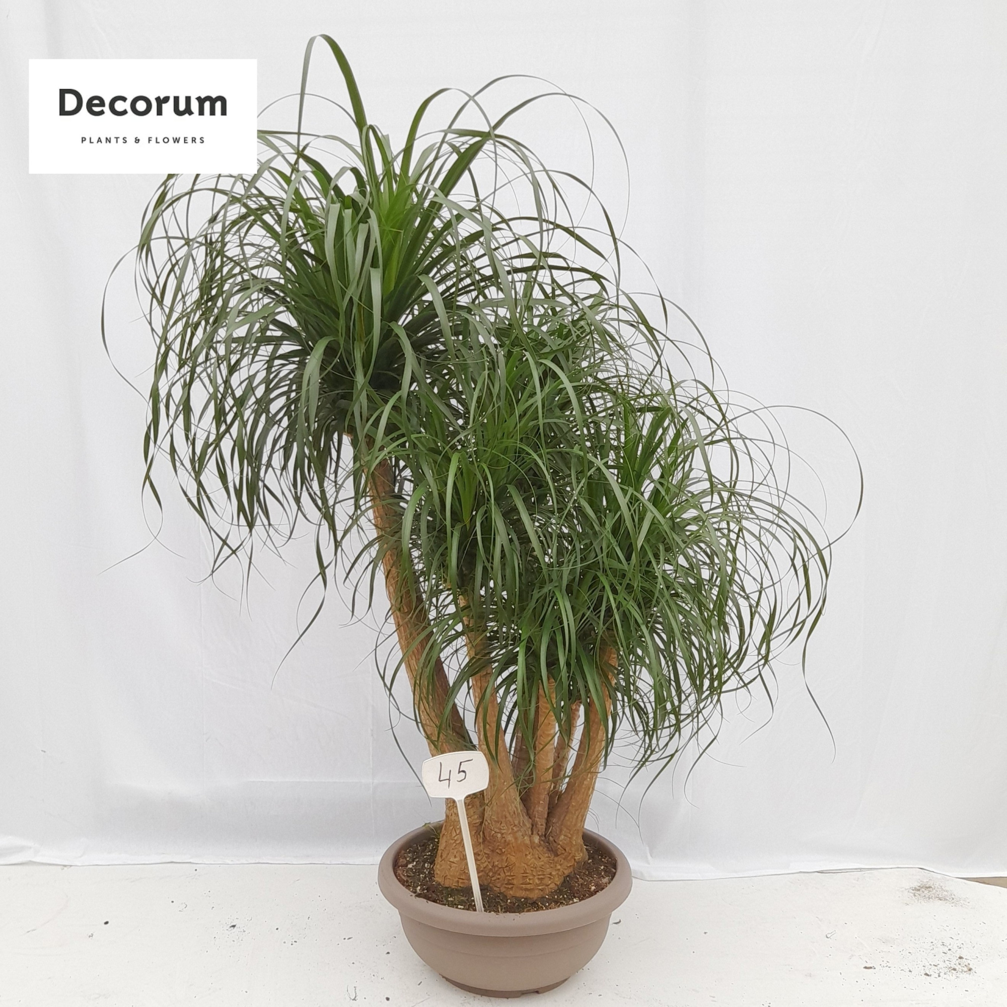 Beaucarnea vertakt op nummer 45, D 45