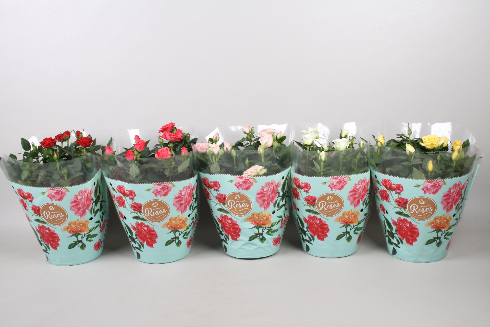 Rosa Favourite Roses diversen per laag/kar+seizoenshoes, D 20 cm