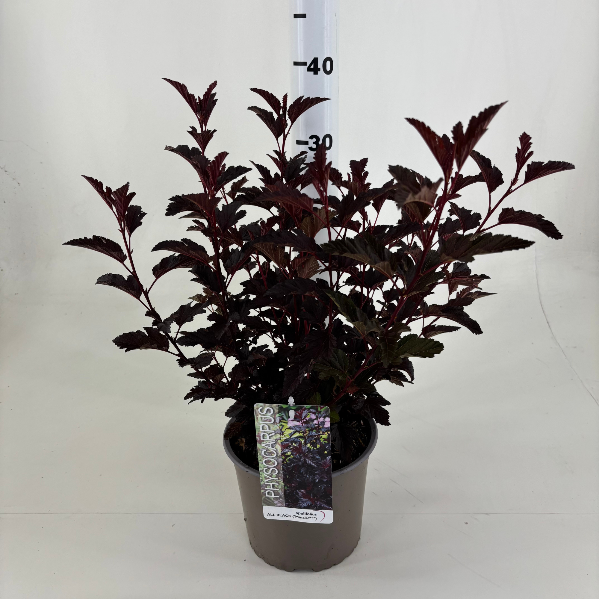 Physocarpus opulifolius All Black ® 'Minall2', D 19 cm
