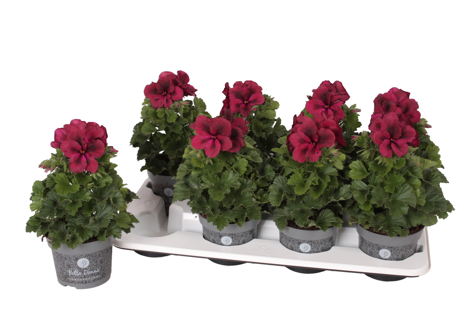 Pelg. Don Vincenzo 12cm, D 12