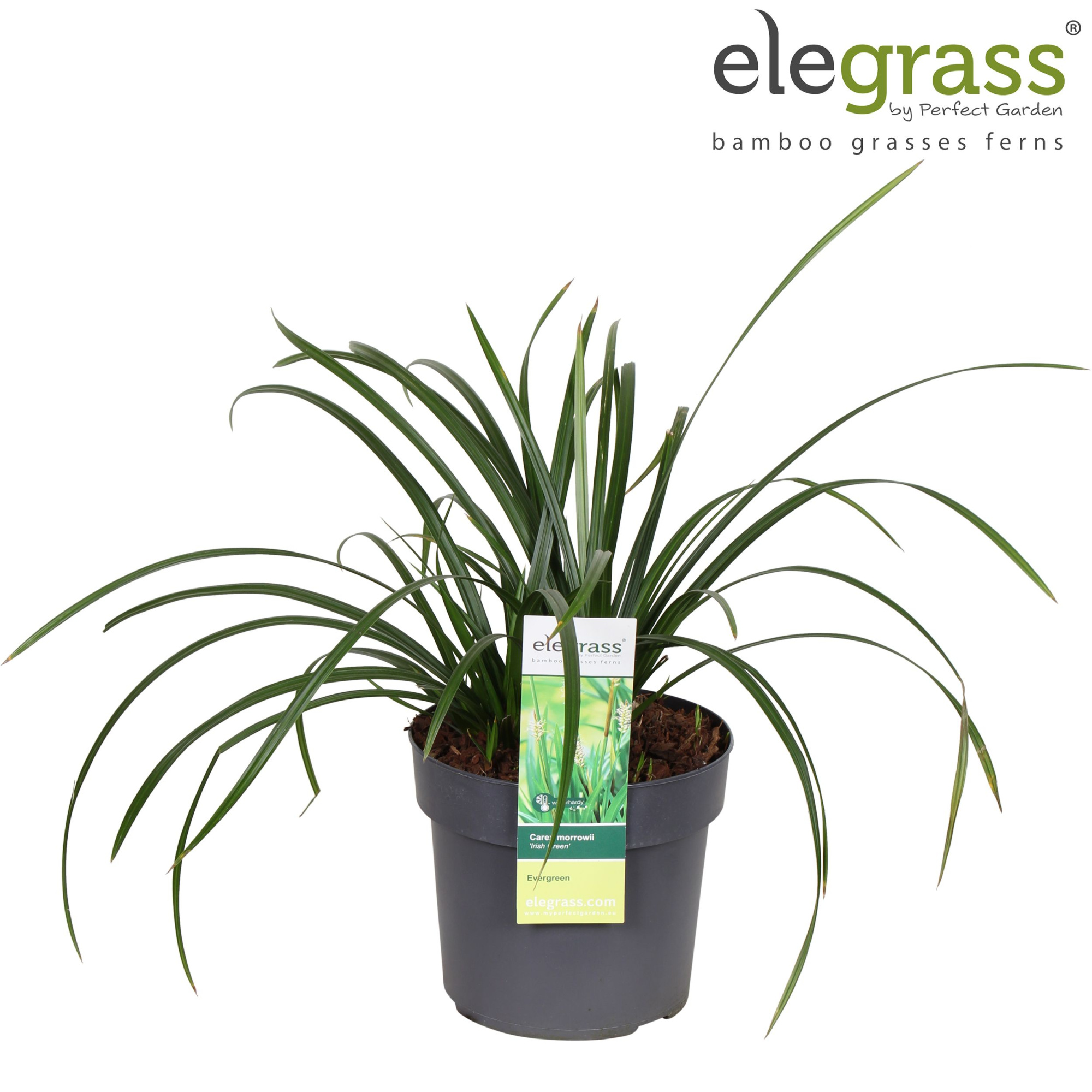 Carex 'Irish Green' P19, D 19 cm
