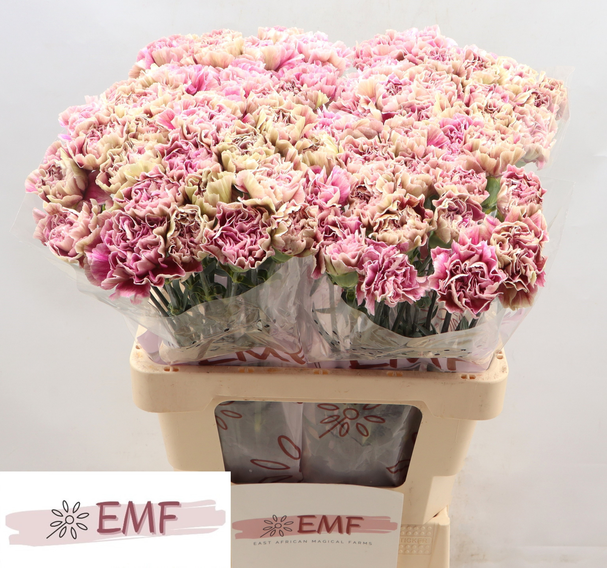 Диантус од. Антигуа (зелено-роз.), шт.