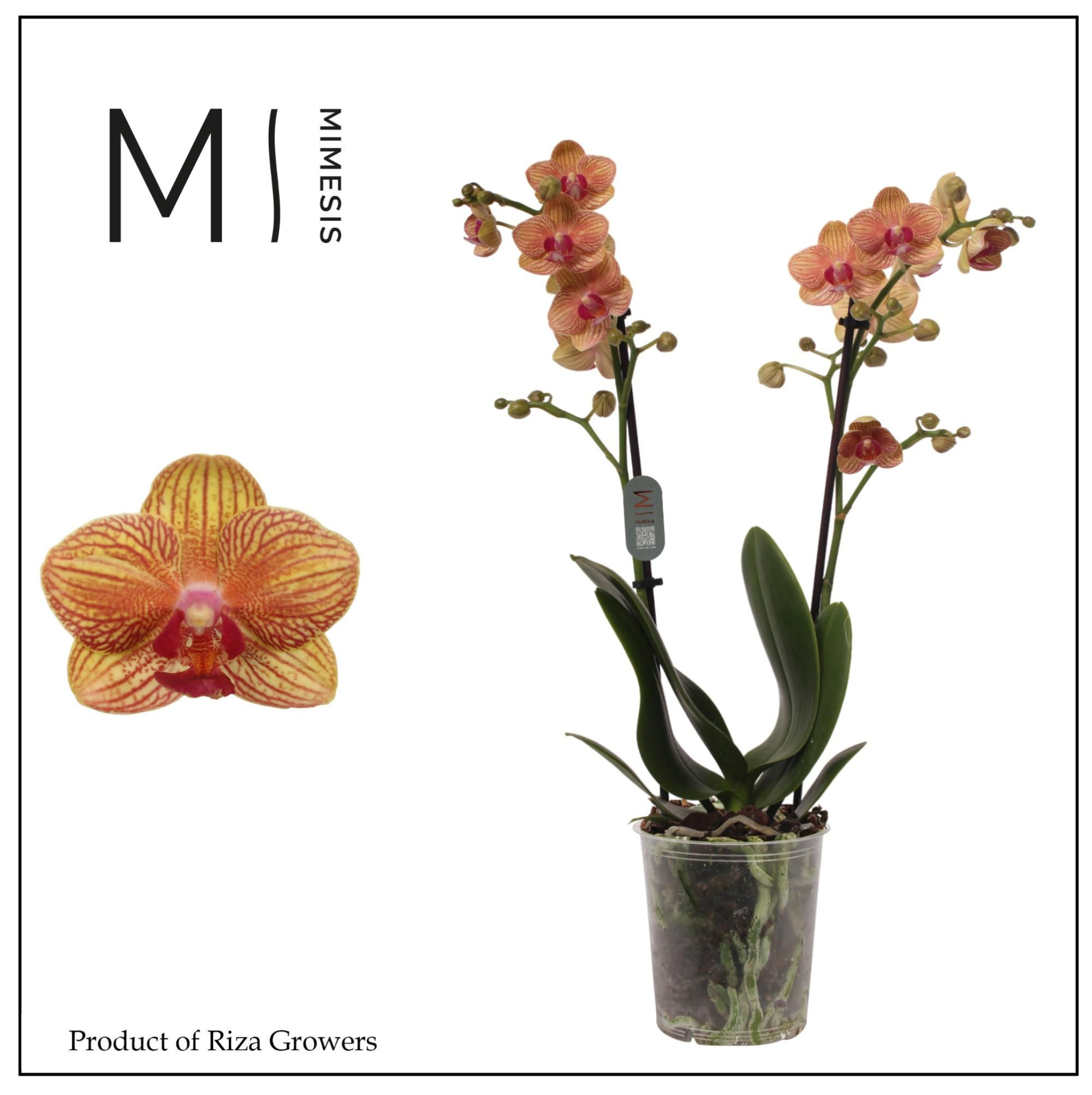 Phalaenopsis Penny Love 2 spike - 12cm | Mimesis, D 12 cm