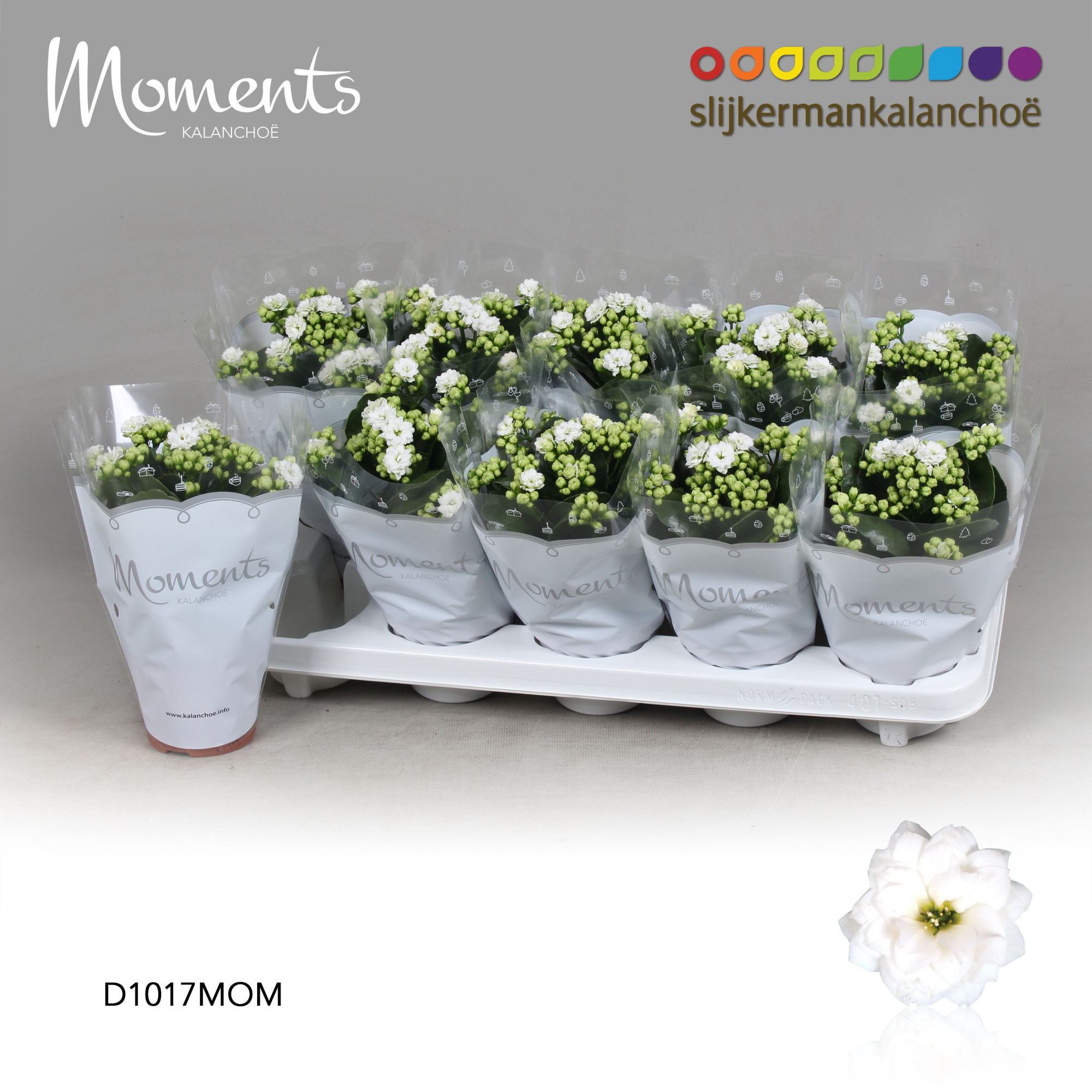Kalanchoe Moments - White, D 10,5 cm