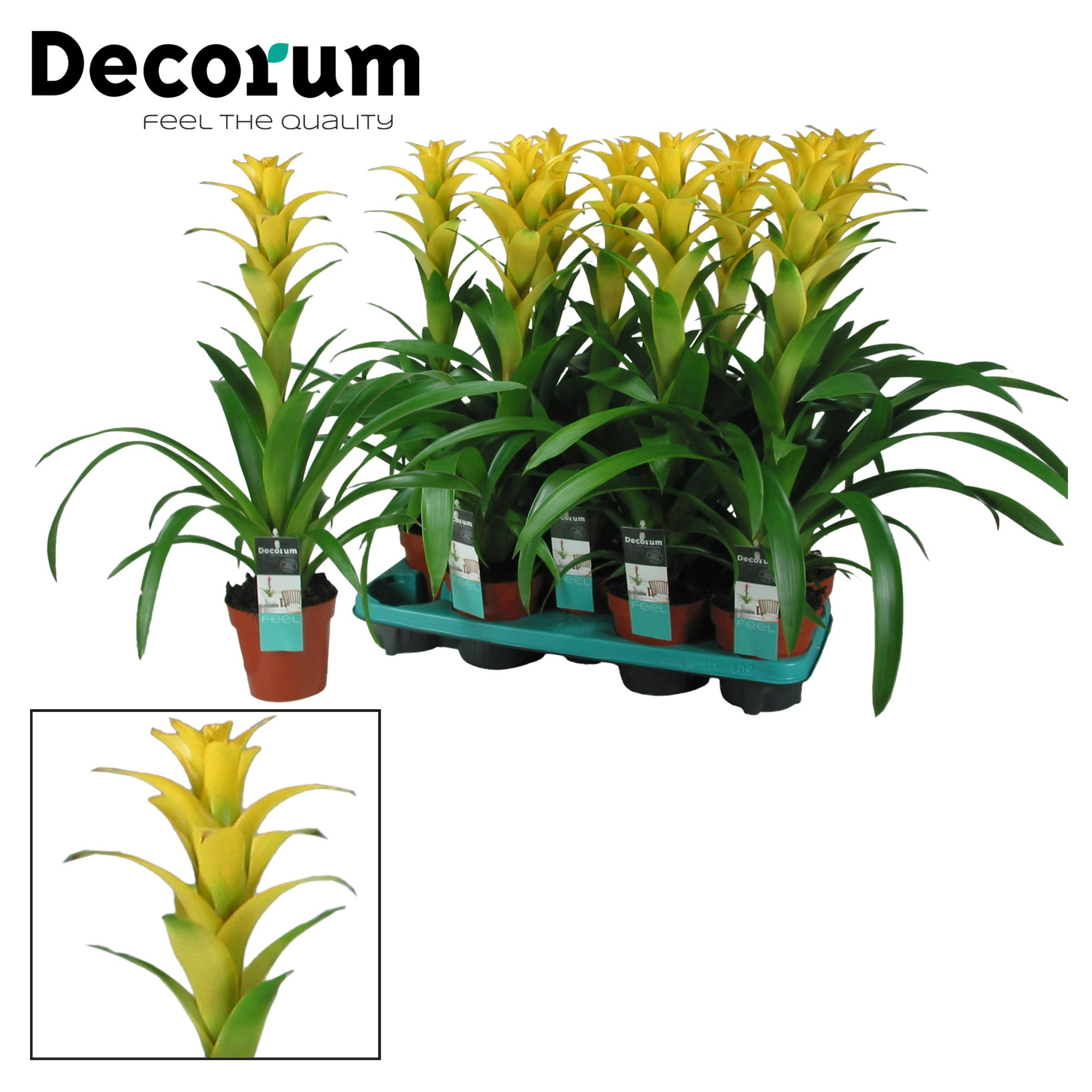 Guzmania Hilda (Decorum), D 13