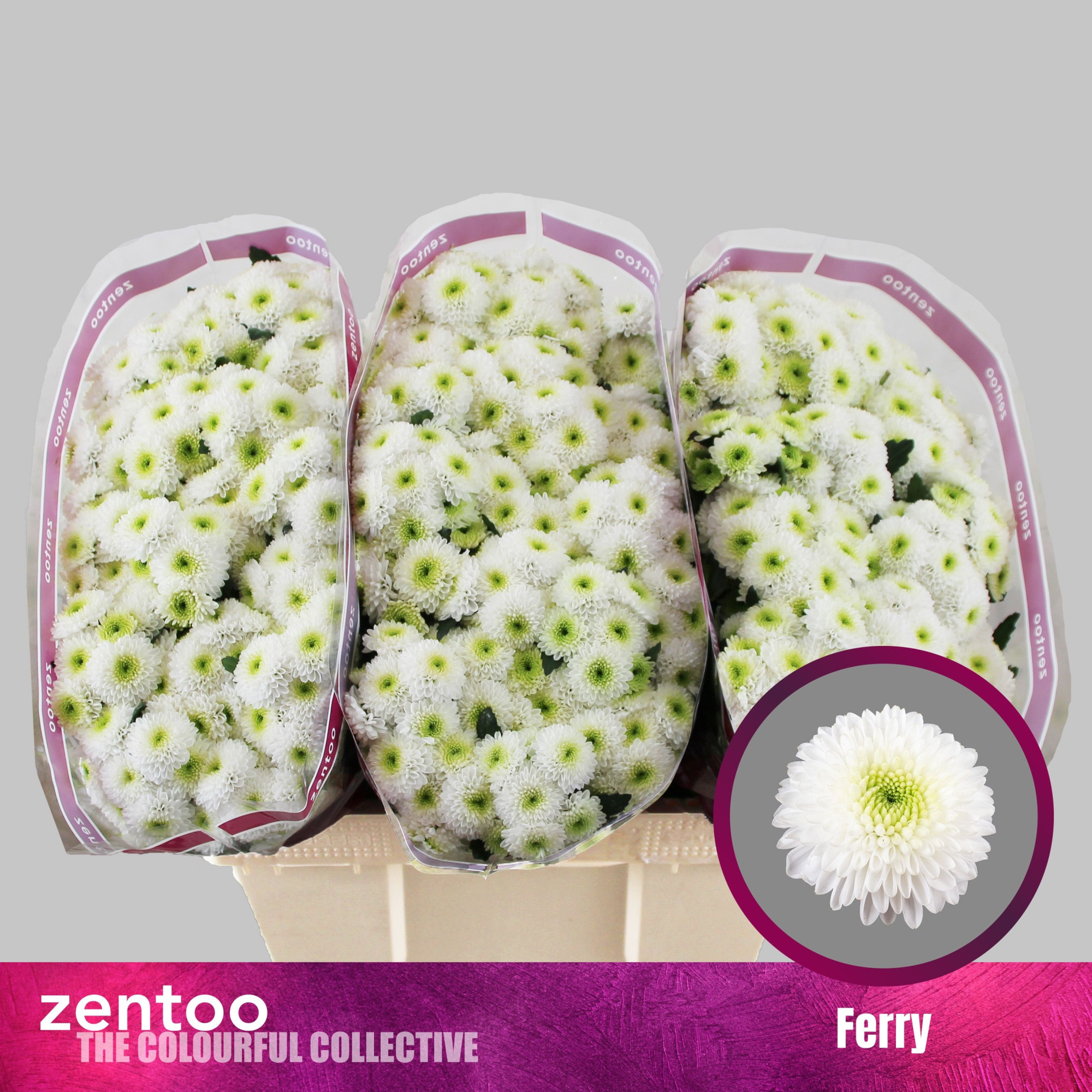 Сантини Ферри, шт.