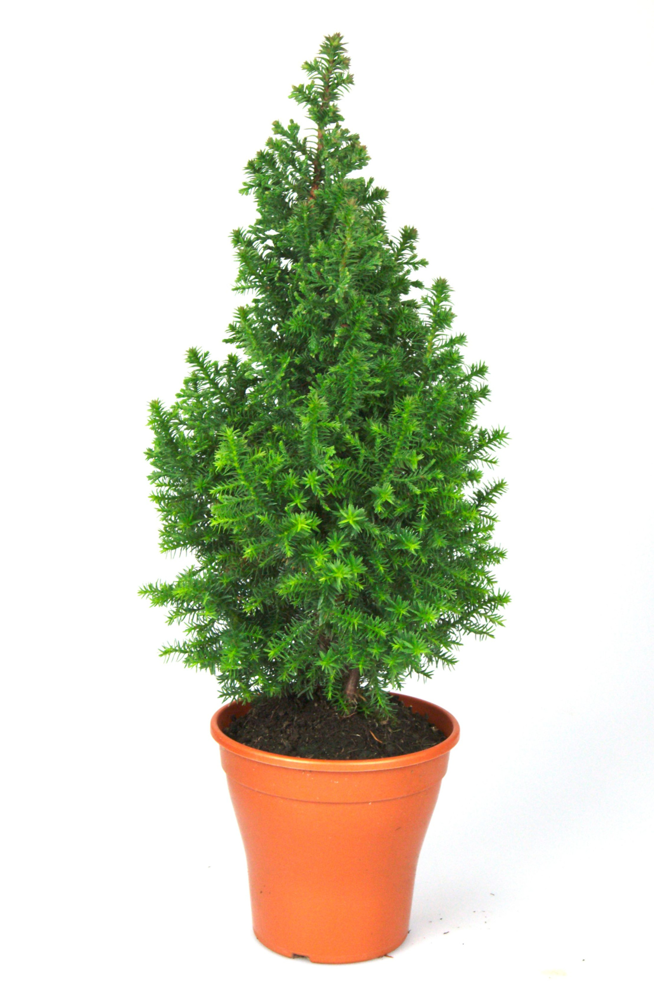 Chamaecyparis Thyoidis 'Toppoint', D 11 cm