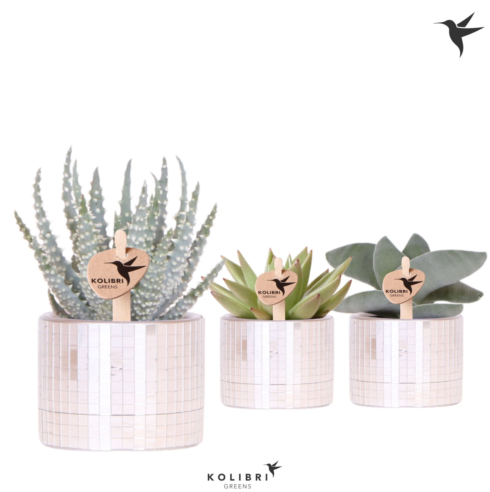 Kolibri Greens Succulenten mix in Disco pot, D 6 cm