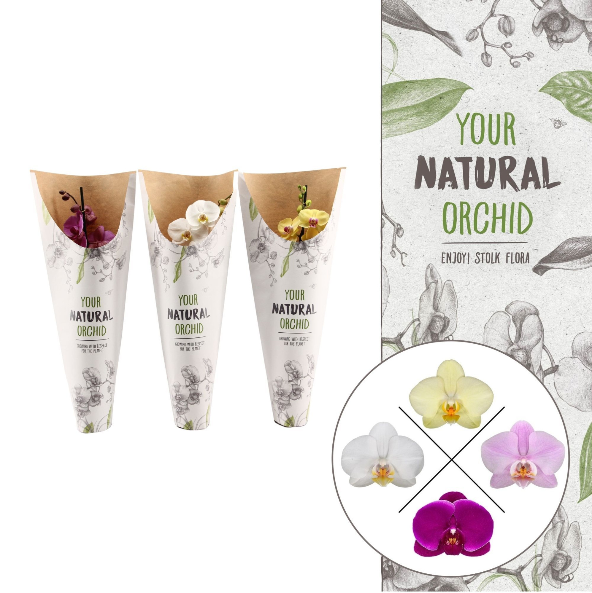 Your Natural Orchid | Mix in paper sleeve | Phalaenopsis 1 spike, D 12 cm
