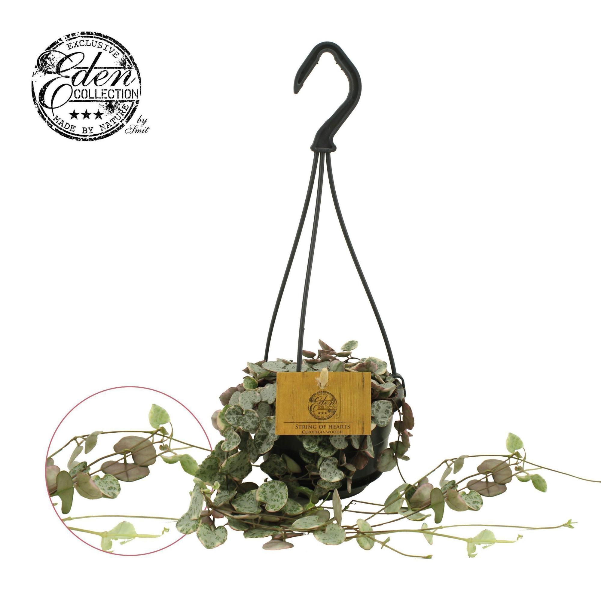 Ceropegia Woodii Variegata 10,5cm HP, D 10,5