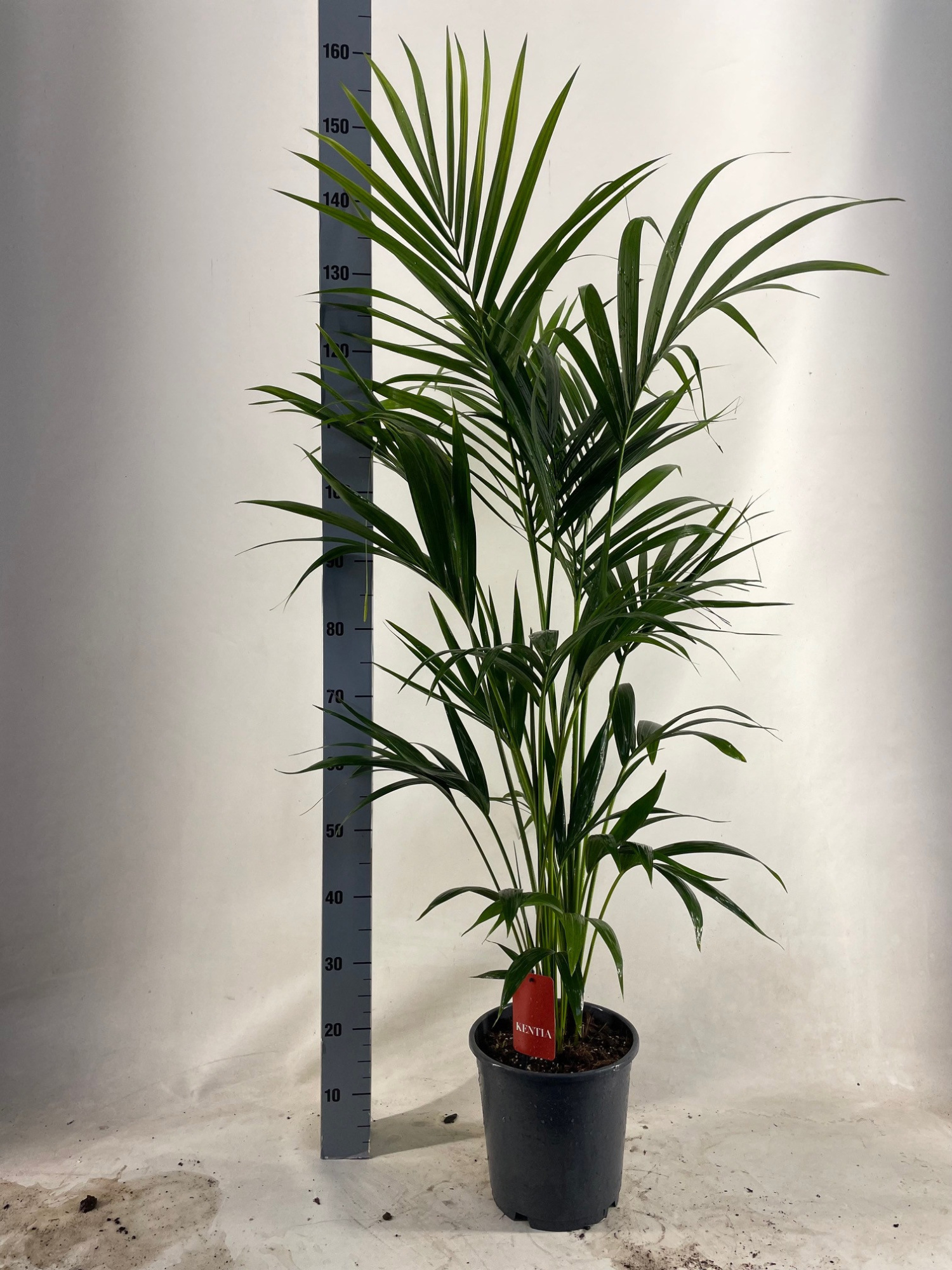 KENTIA - P24 H140 - 5PP - EcoLine (Howea forsteriana, D 24