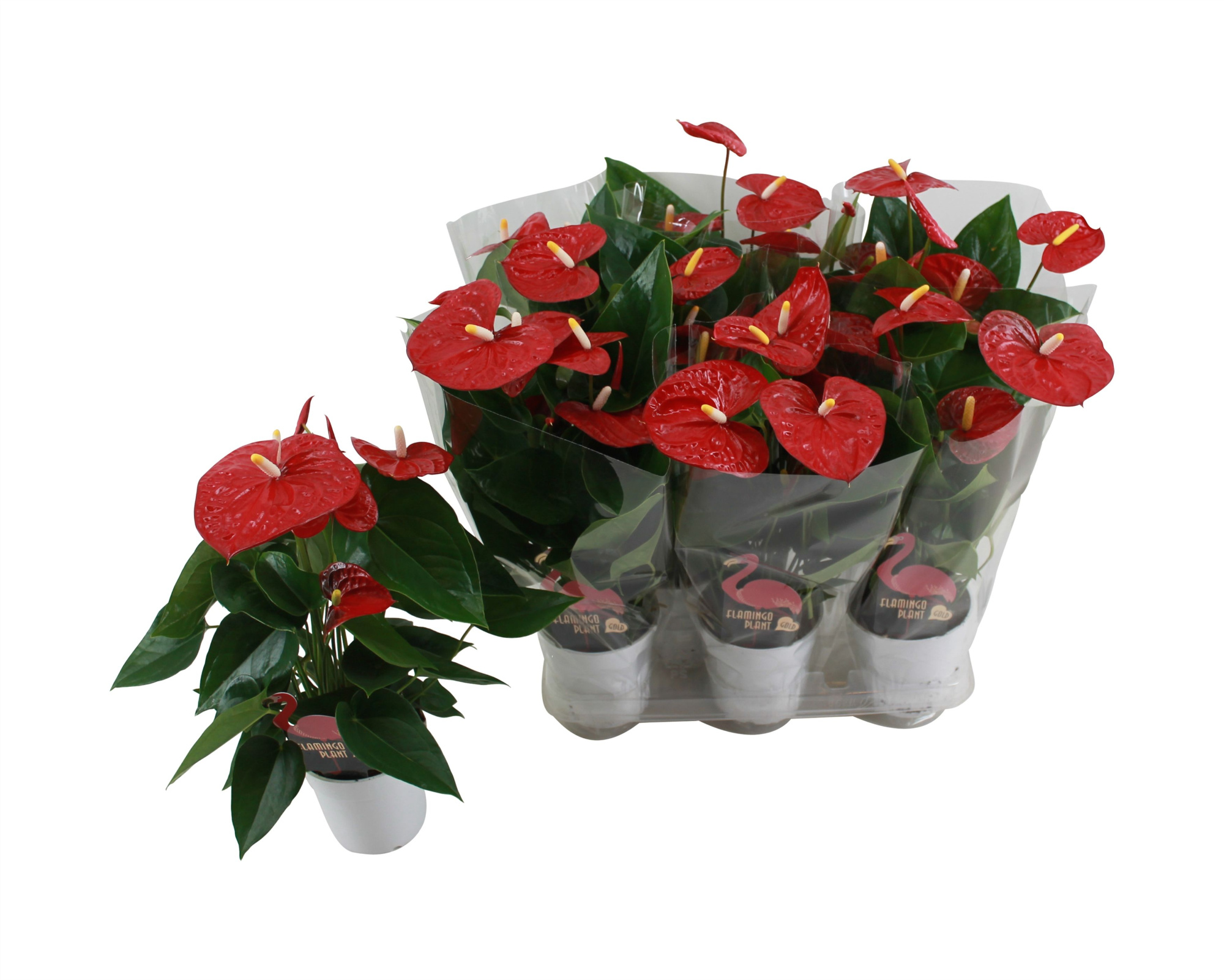 Anthurium XL.9 Jambo Red 12cm met blanco hoes, D 12 cm