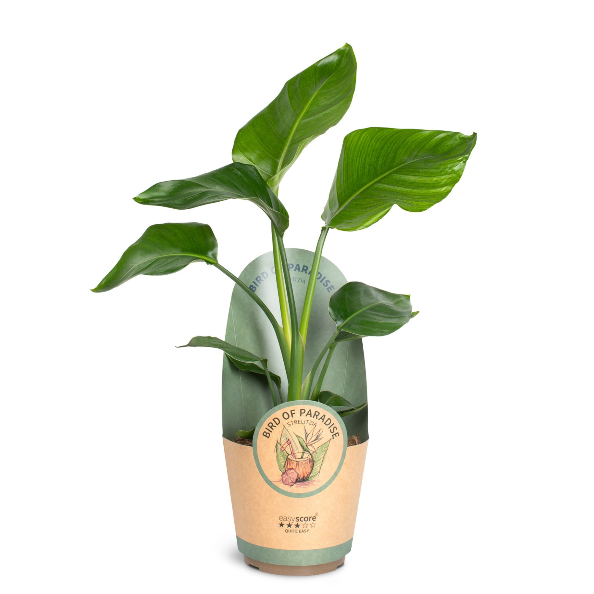 Strelitzia nicolai, D 17