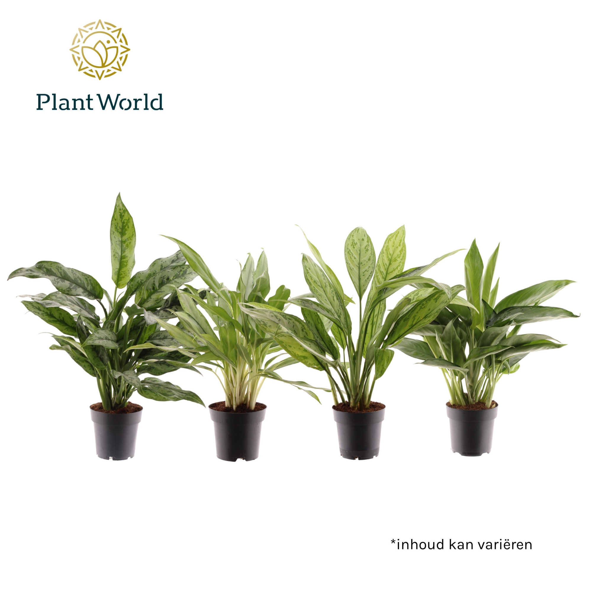 Aglaonema gemengd, D 14 cm