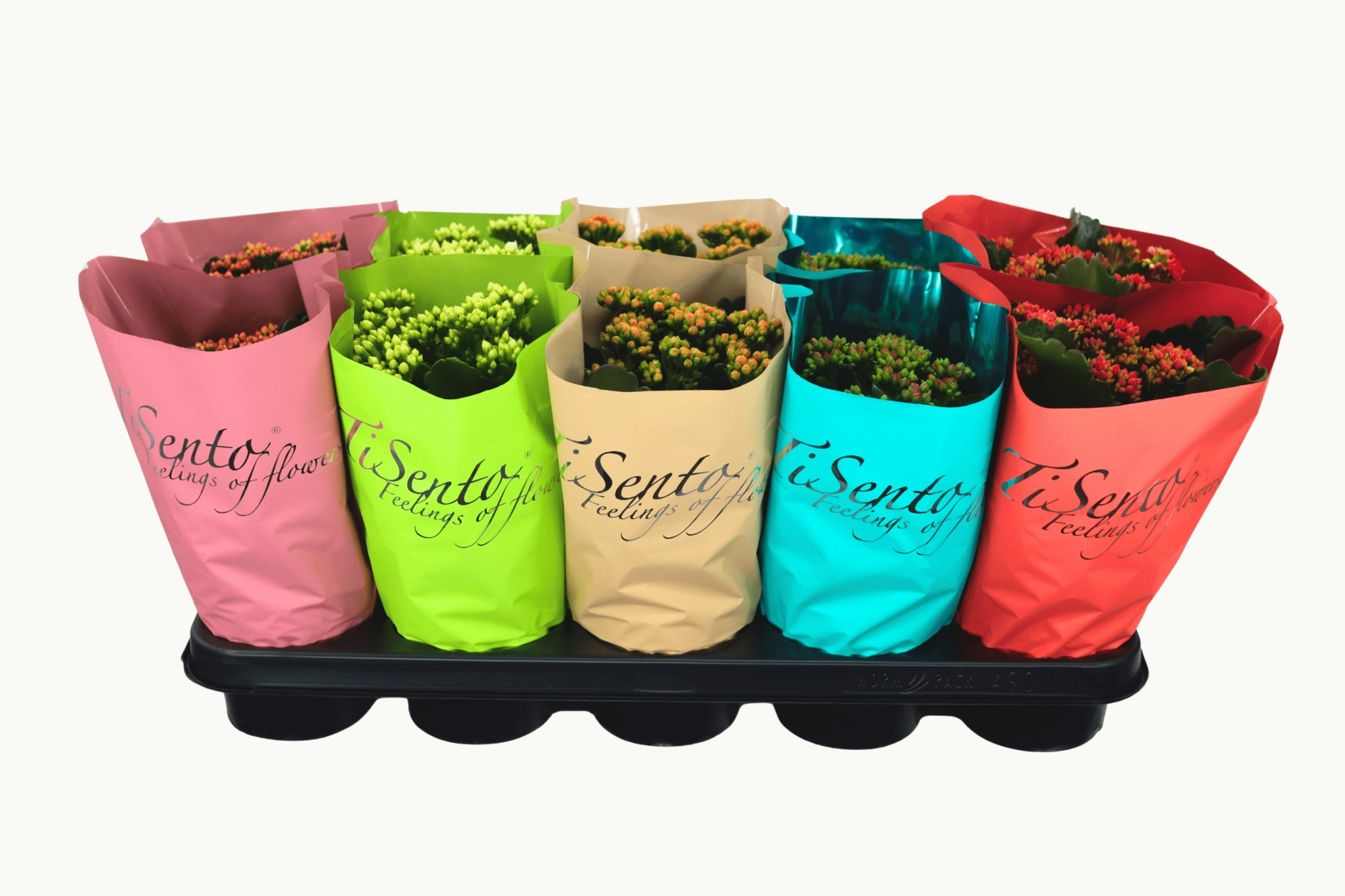 Calandiva 12 cm - Augustus Mix, D 12 cm