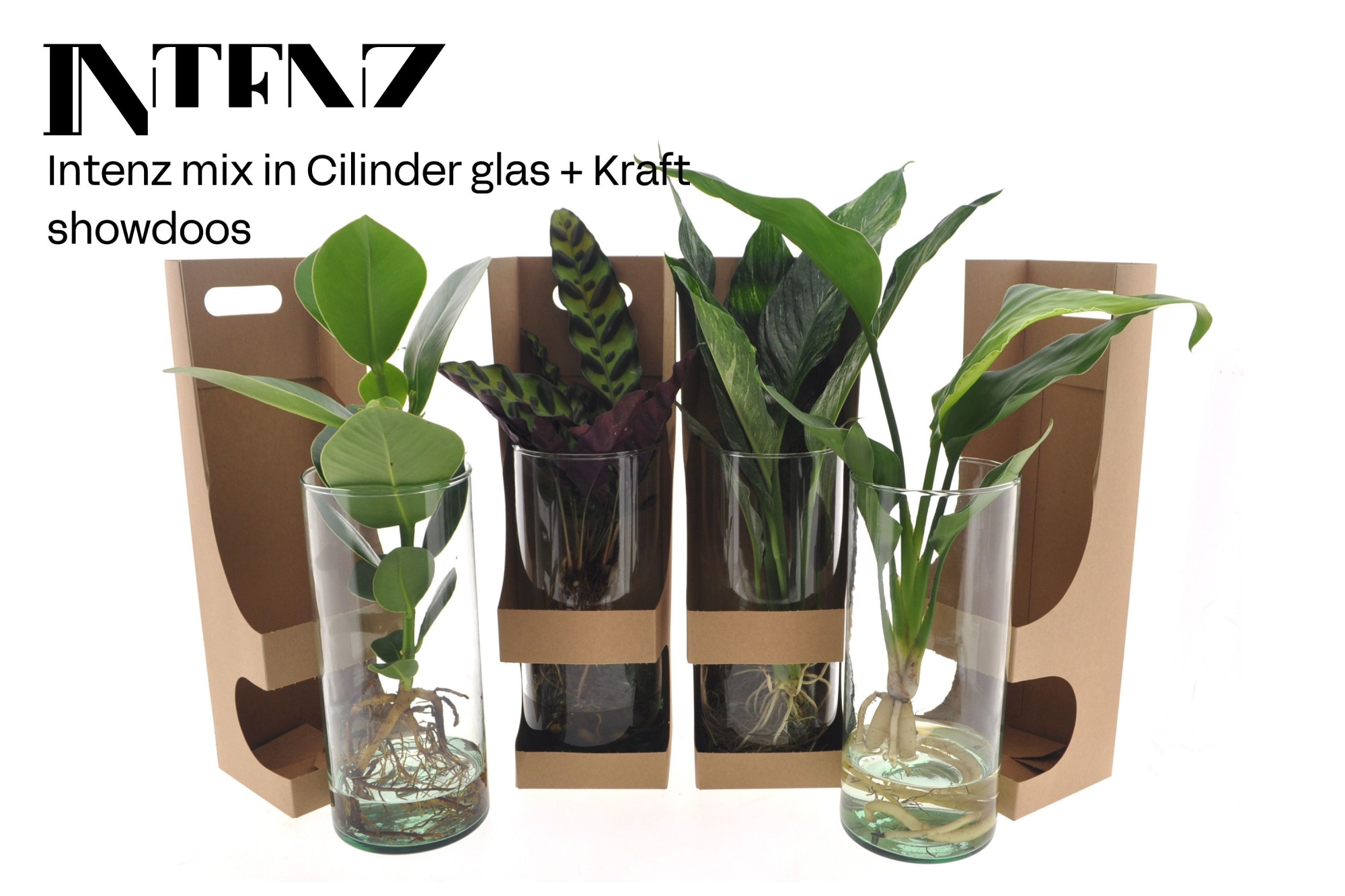 Intenz mix in Cylinder glas + Kraft Showdoos, D 12 cm