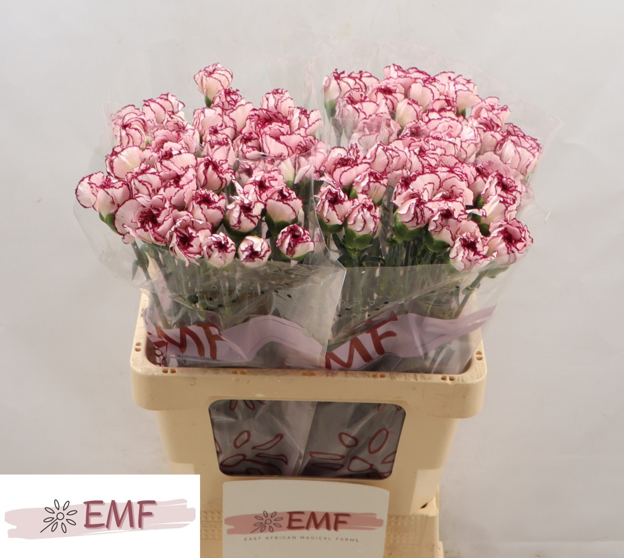 Диантус од. Дамаскус, шт.