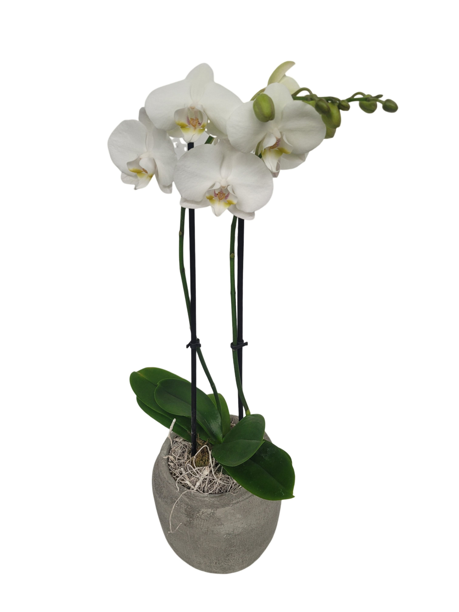 RGP16PHCM Rude Grey Pot Phal 2t wit + Curly moss deco, D 16 cm