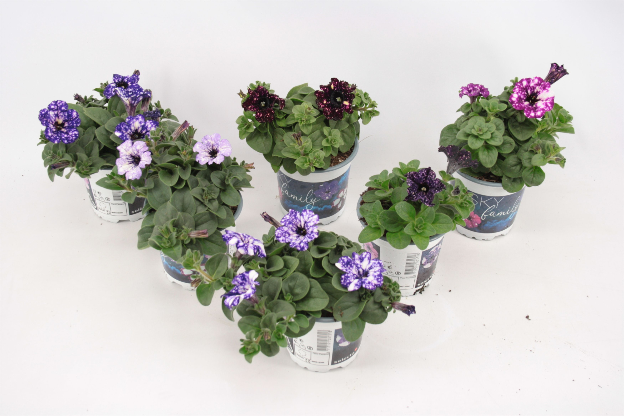 Petunia Sky Family Mixtray, D 10,5